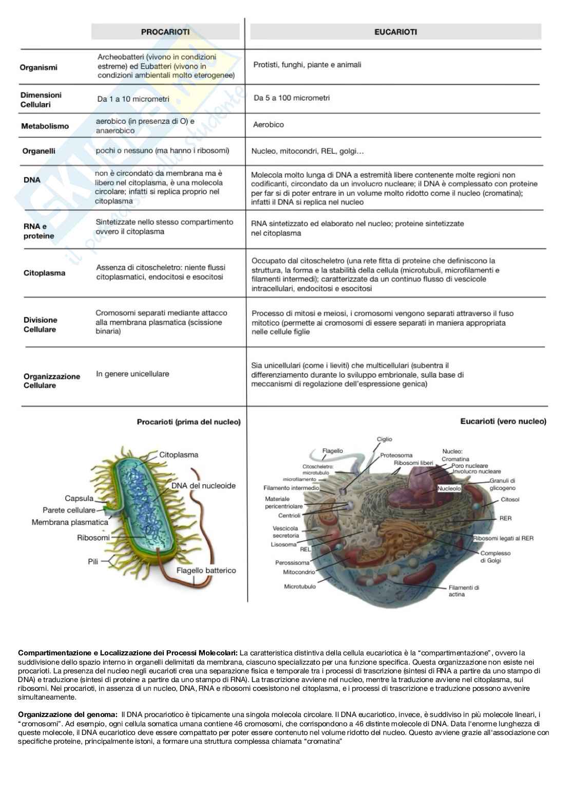 Biologia cellulare - introduzione al corso e macromolecole Pag. 2