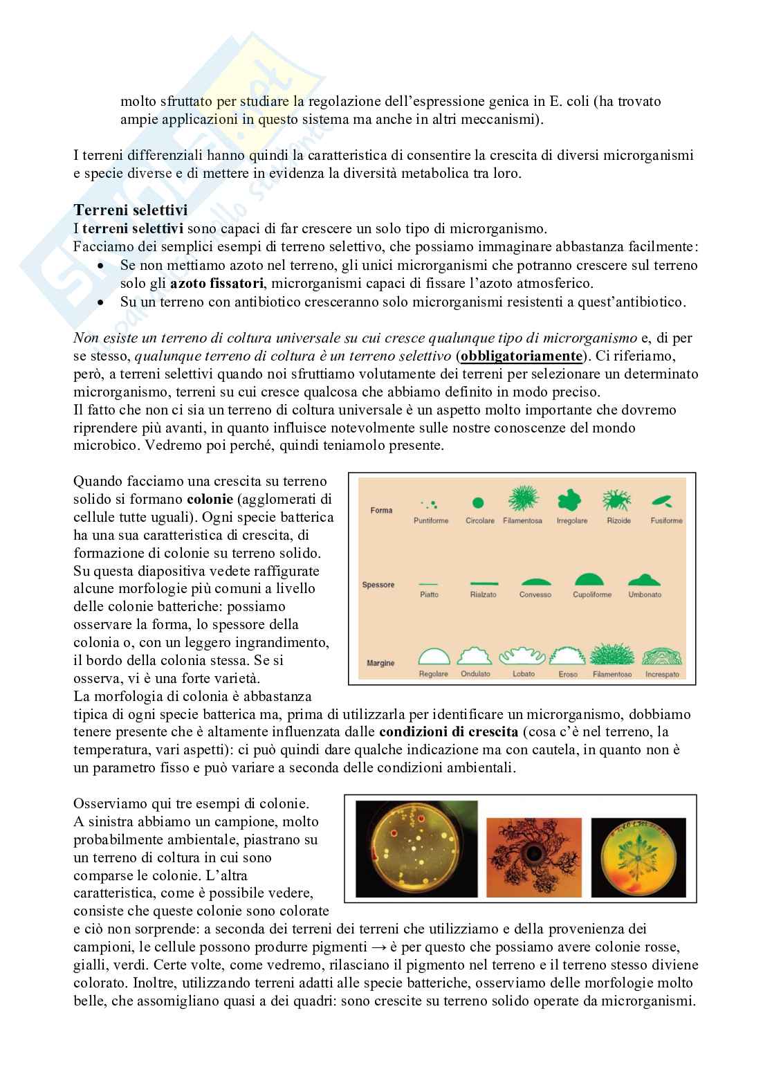Appunti di Microbiologia con Laboratorio - Lezione 3  Pag. 2