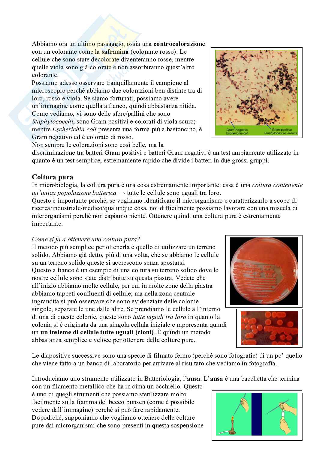 Appunti di Microbiologia con Laboratorio - Lezione 3  Pag. 6