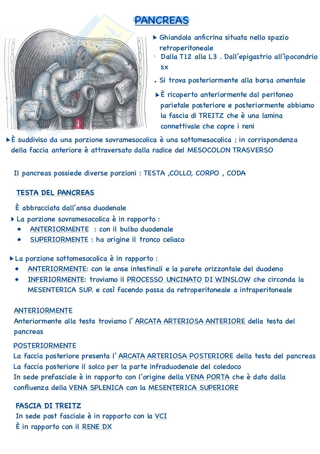 Pancreas  Pag. 1