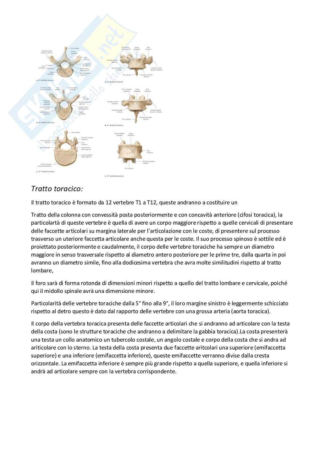 Anatomia umana I Pag. 31