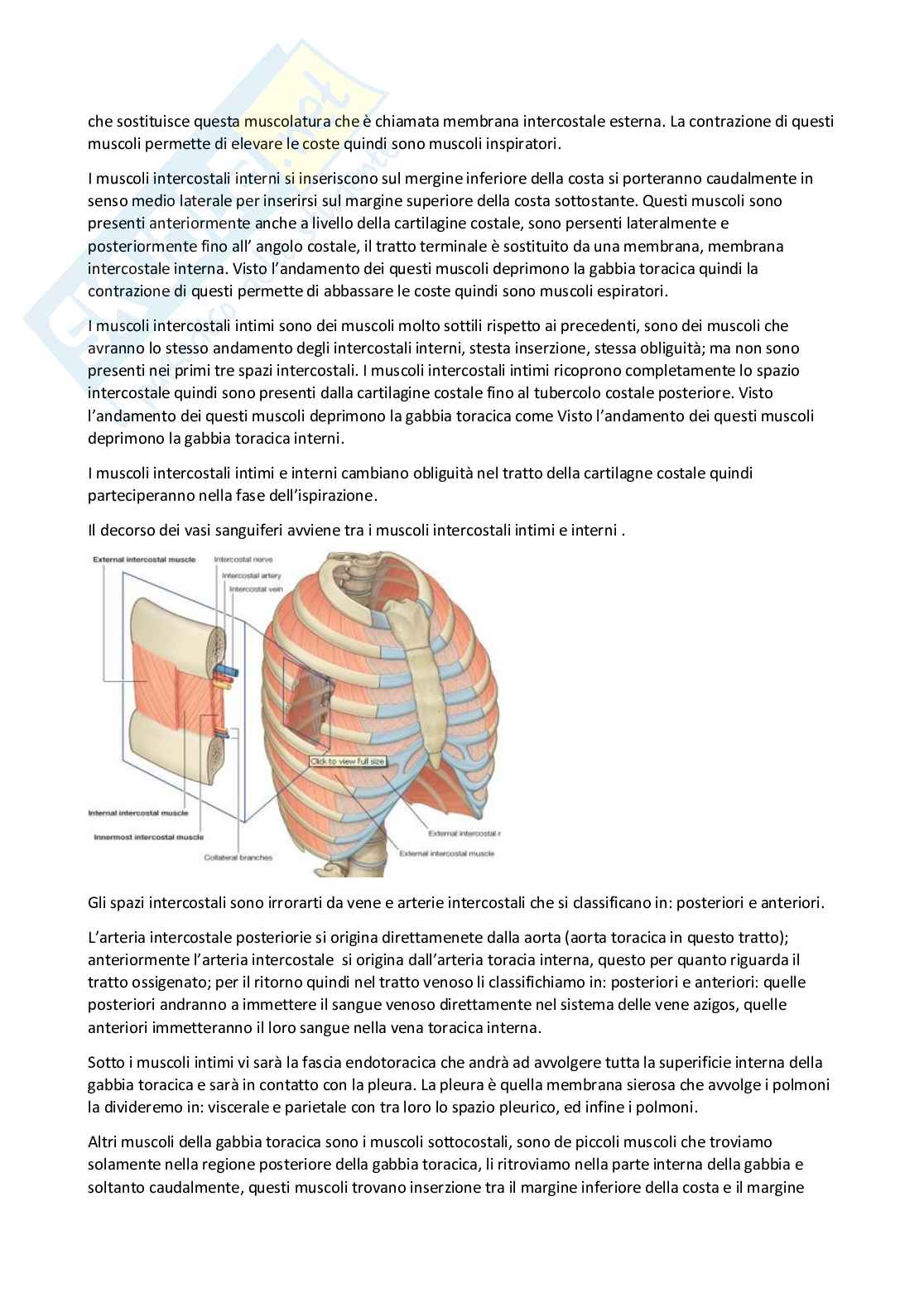 Anatomia umana I Pag. 46