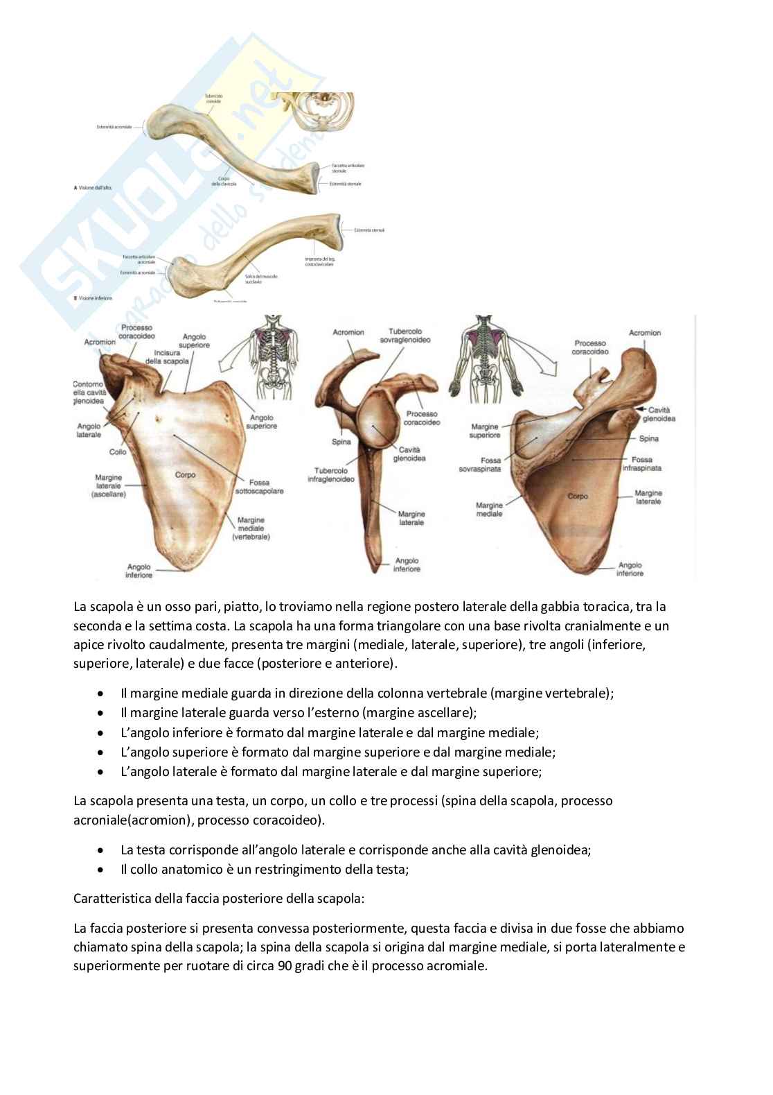 Anatomia umana I Pag. 51