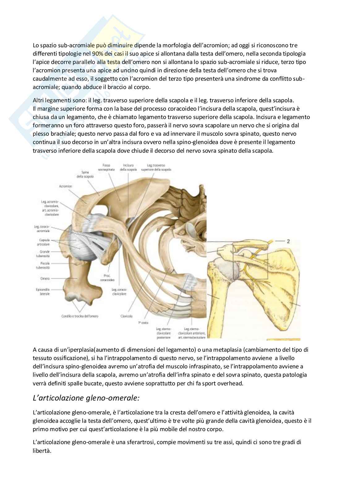 Anatomia umana I Pag. 56