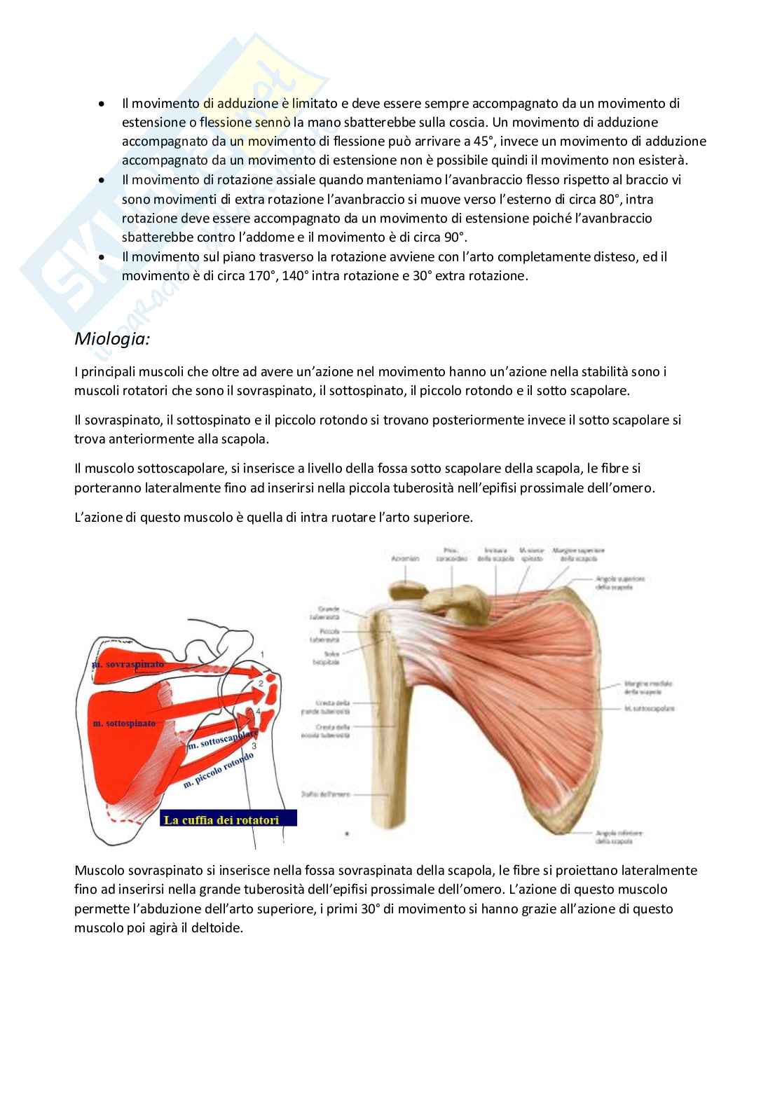 Anatomia umana I Pag. 61