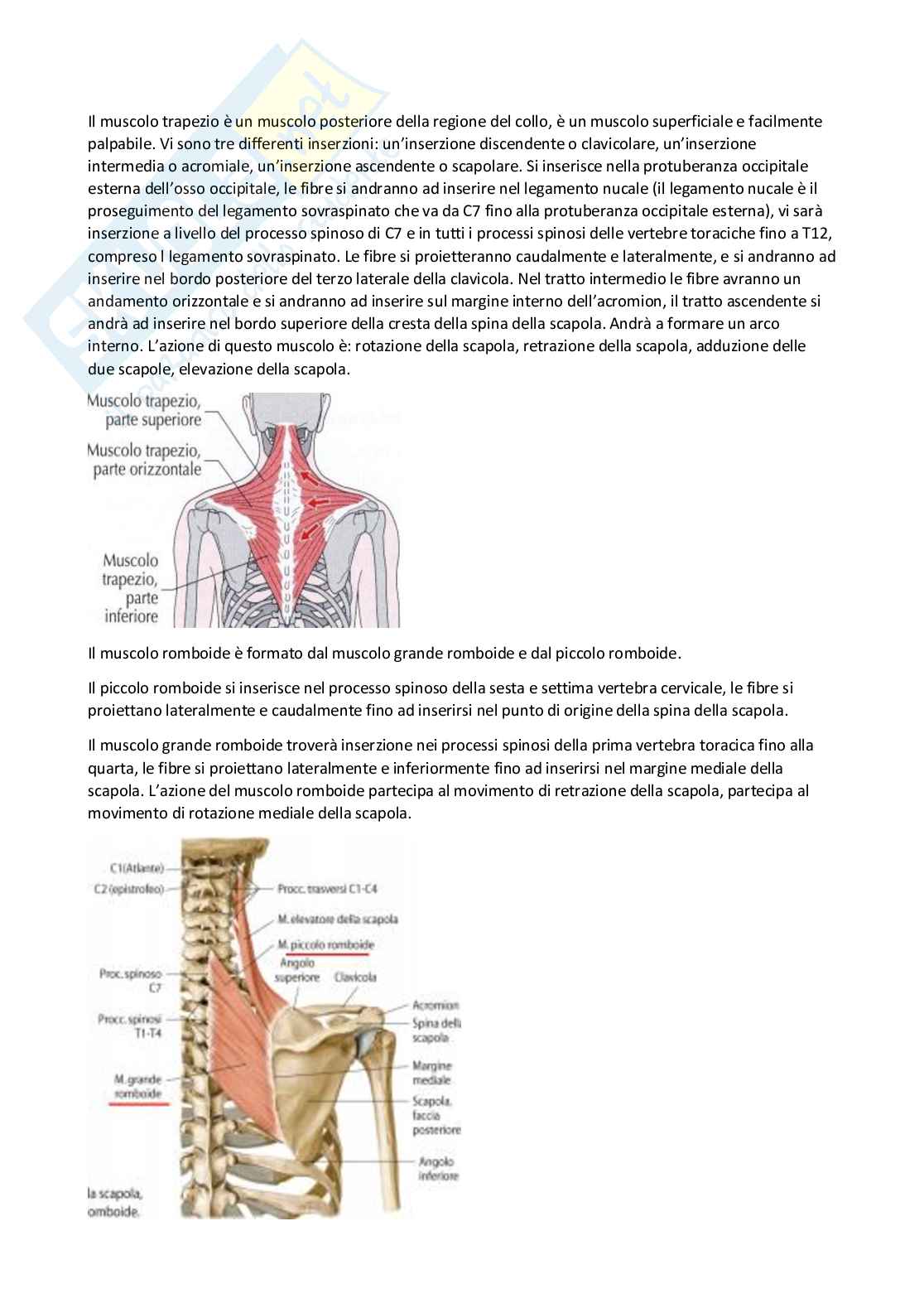Anatomia umana I Pag. 66