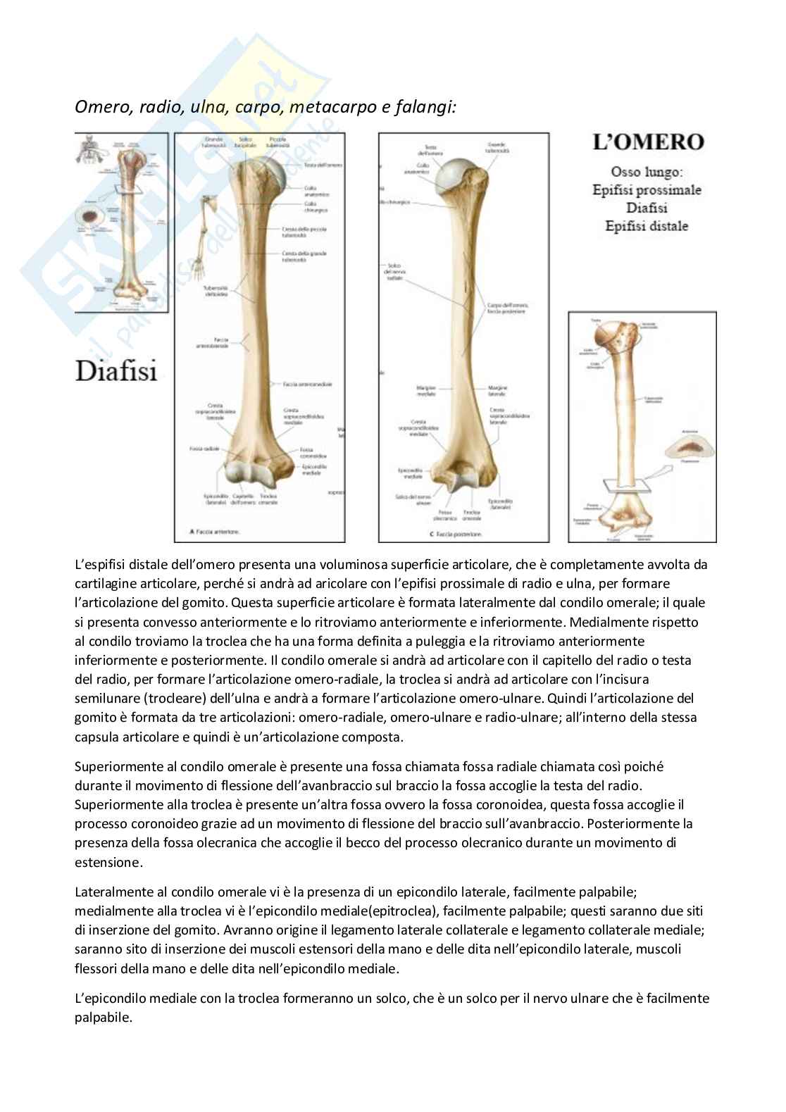 Anatomia umana I Pag. 71