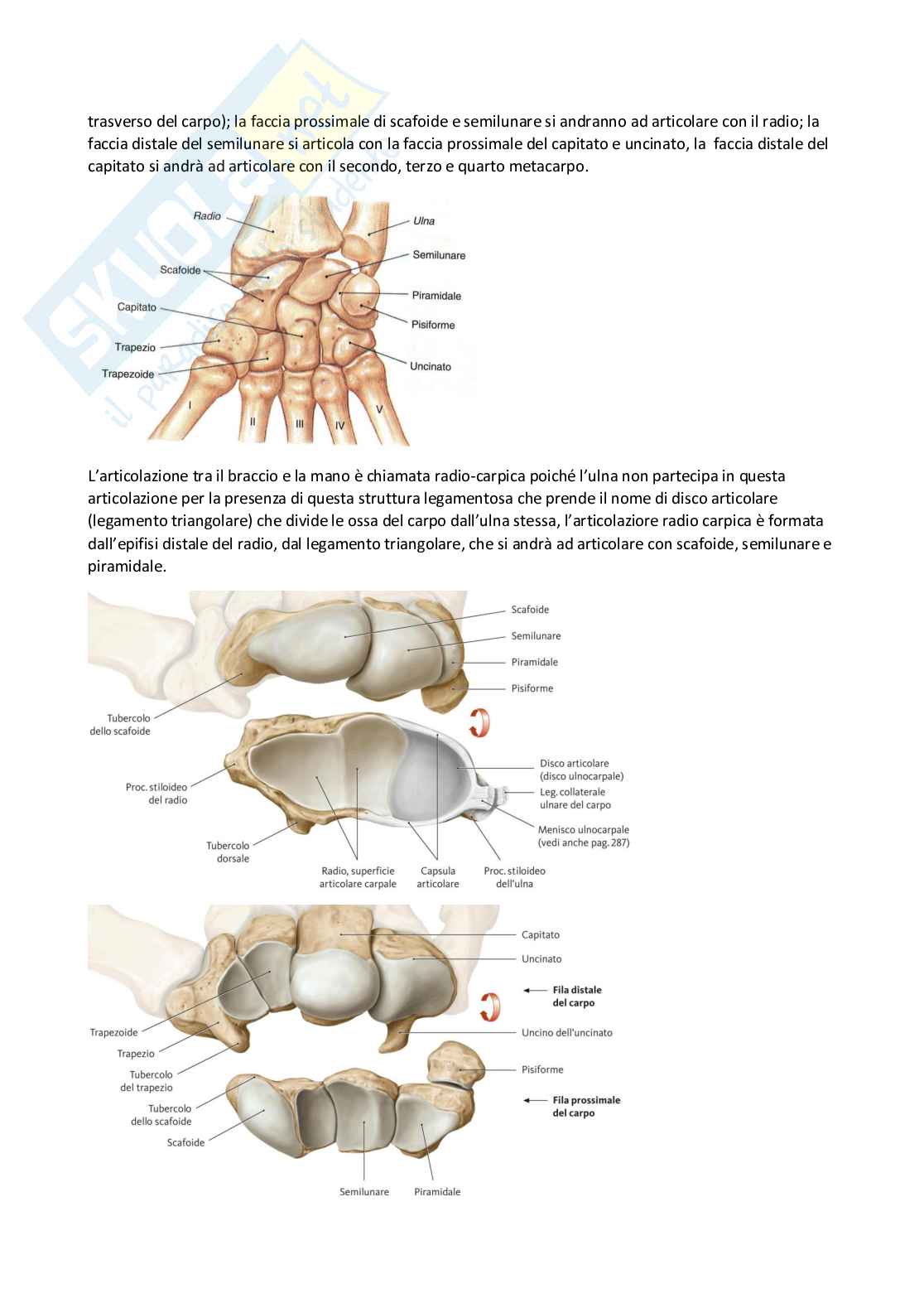 Anatomia umana I Pag. 76