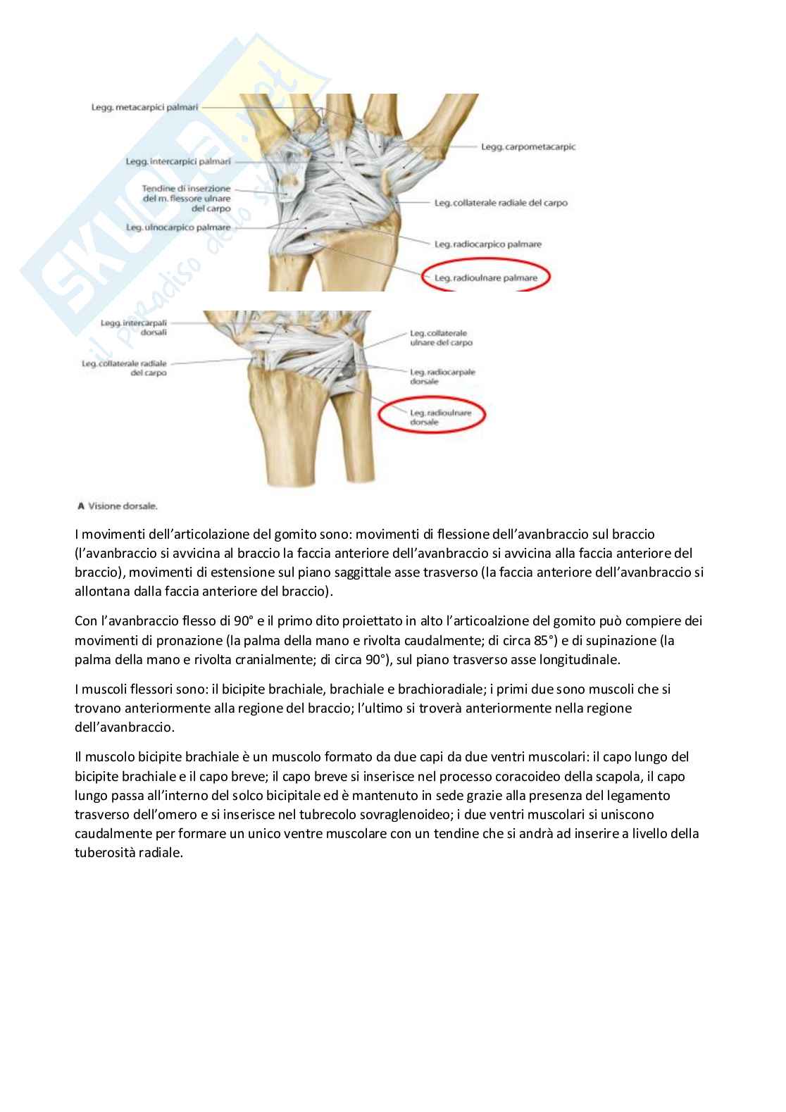 Anatomia umana I Pag. 81