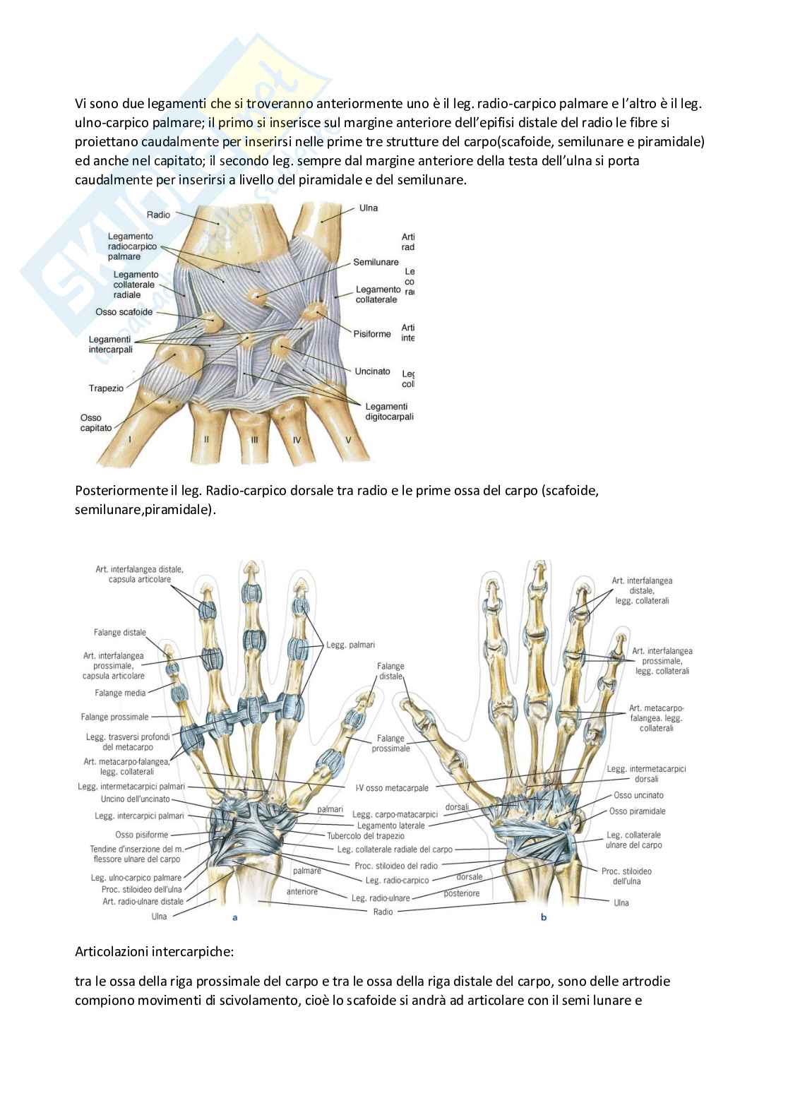 Anatomia umana I Pag. 86