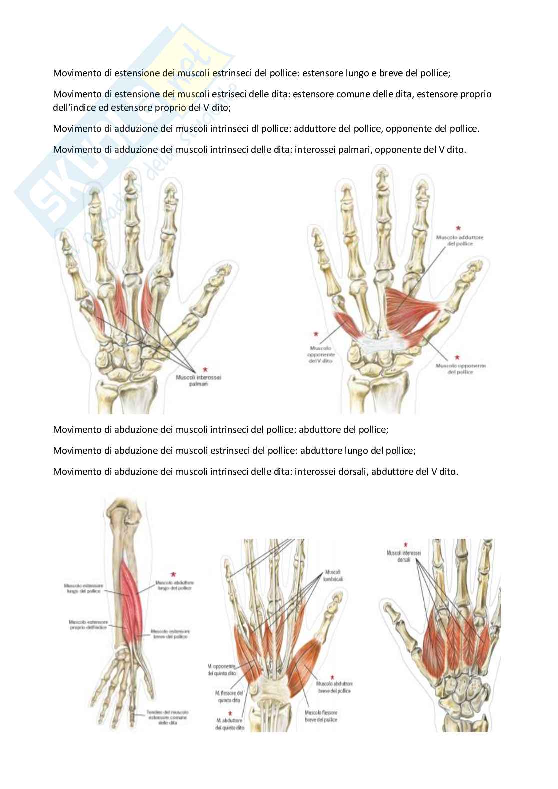 Anatomia umana I Pag. 91