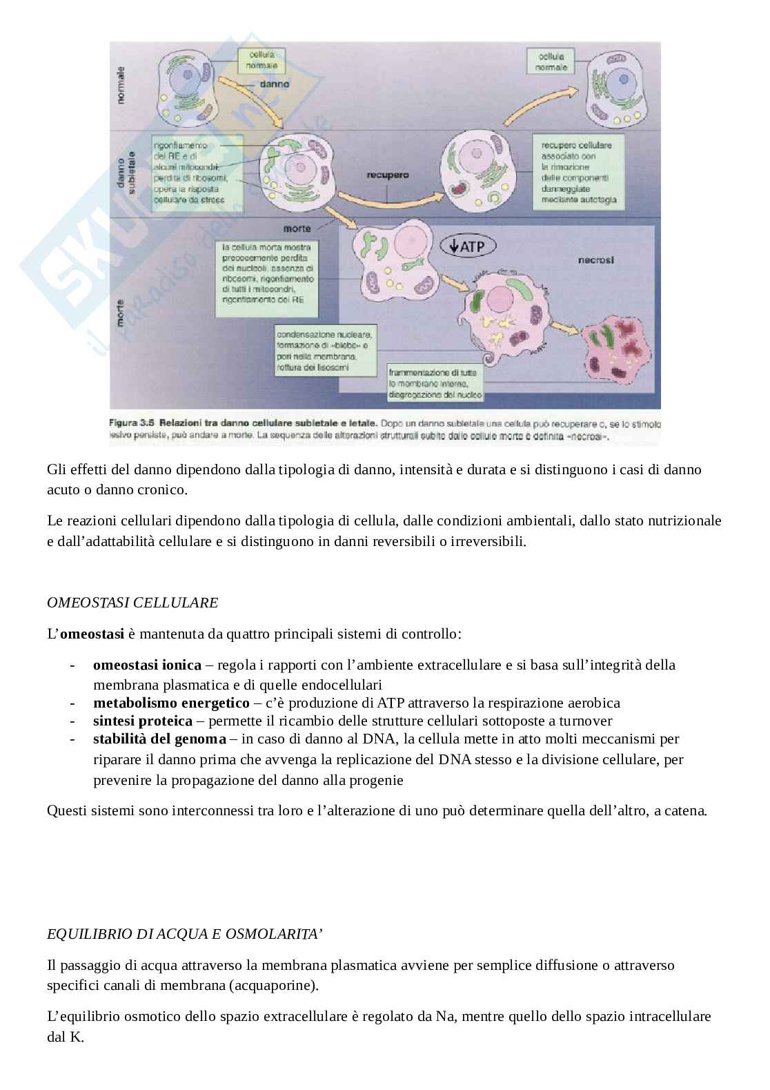 Appunti di Fisiologia e Fisiopatologia Pag. 11