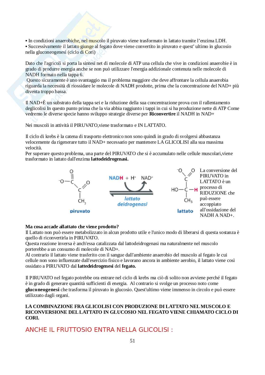 Biochimica - Parte 1  Pag. 51