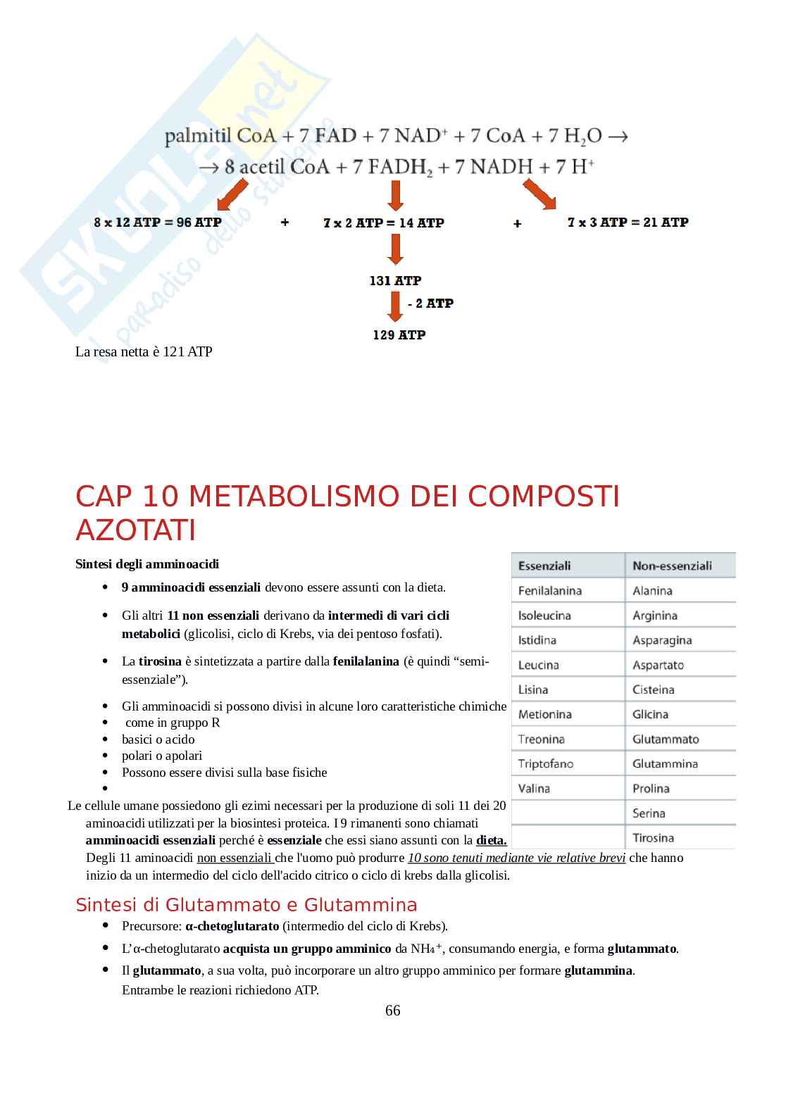 Biochimica - Parte 1  Pag. 66