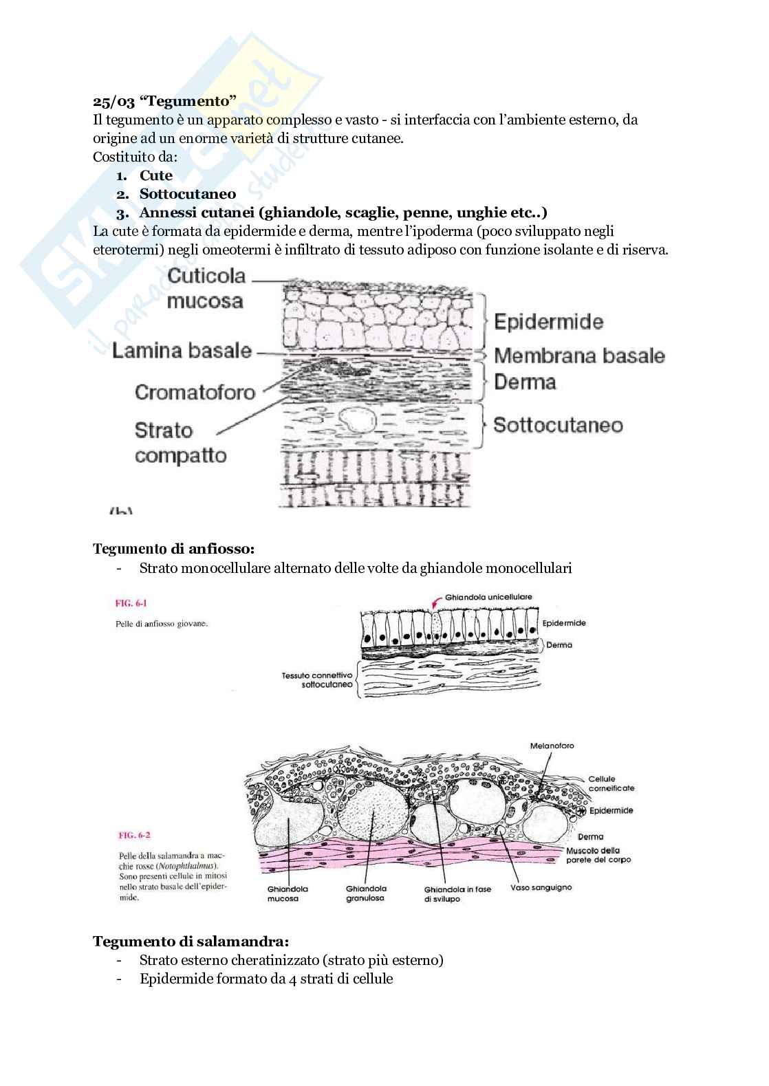 Anatomia comparata - parte II Pag. 1