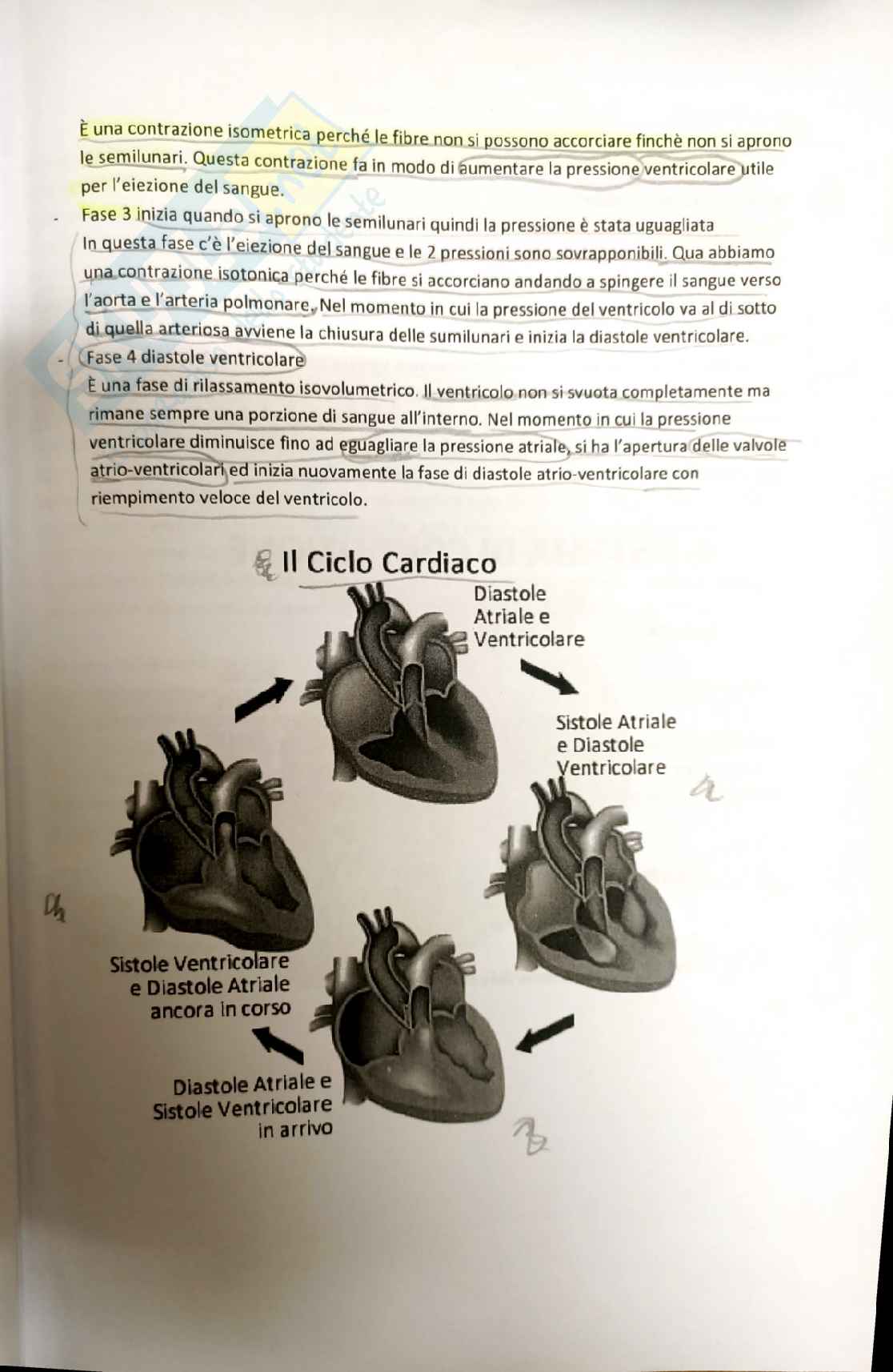 Fisiologia umana Pag. 21