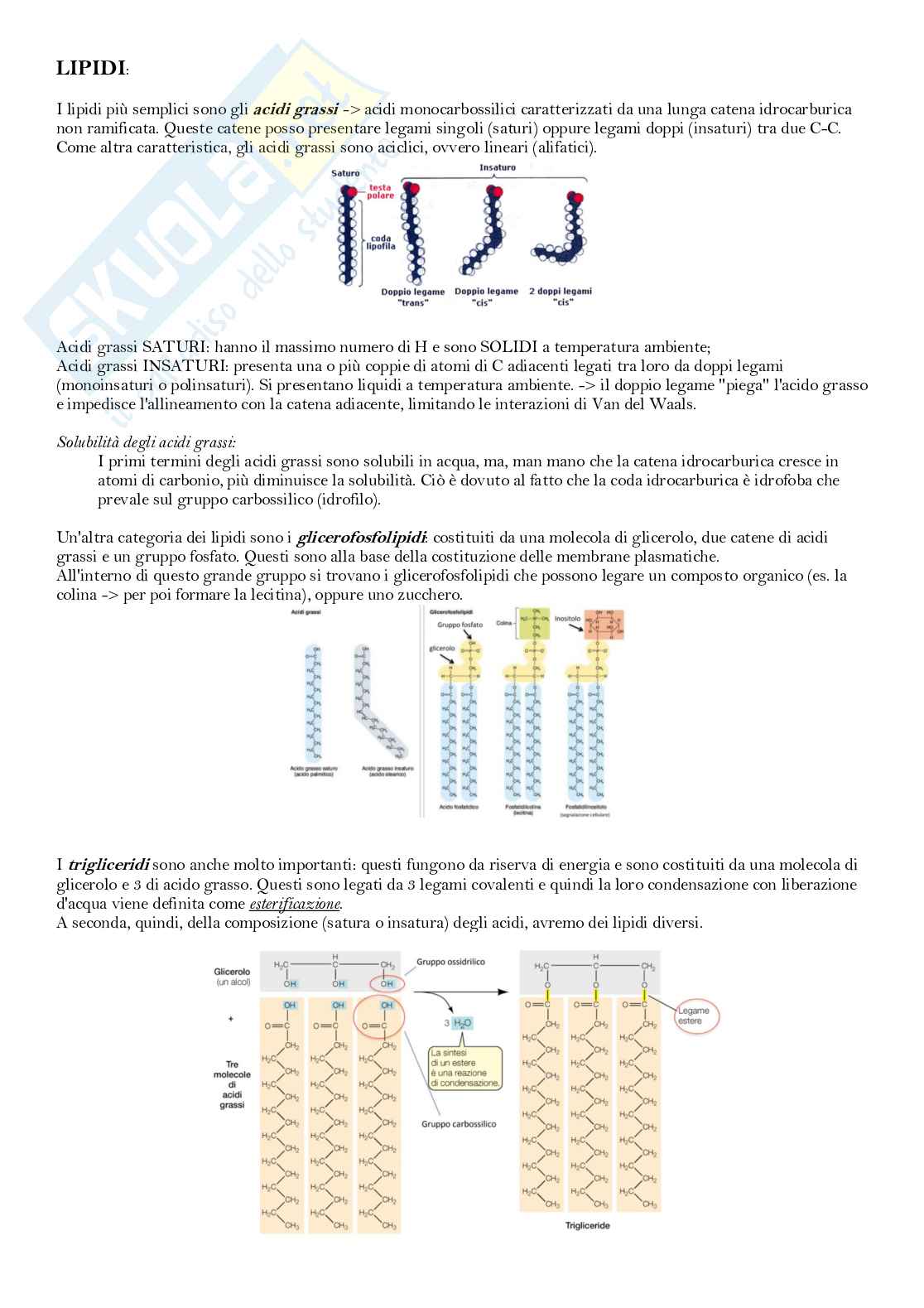 Biomolecole, esame di Biologia cellulare Pag. 2