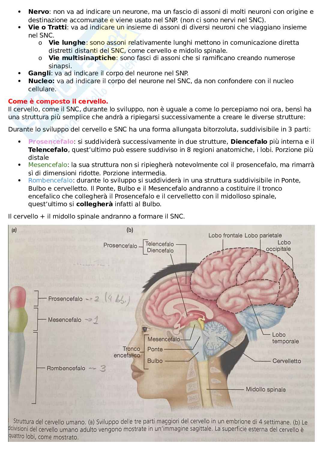 Appunti di Fisiologia dello sport su SNC e SNP Pag. 2