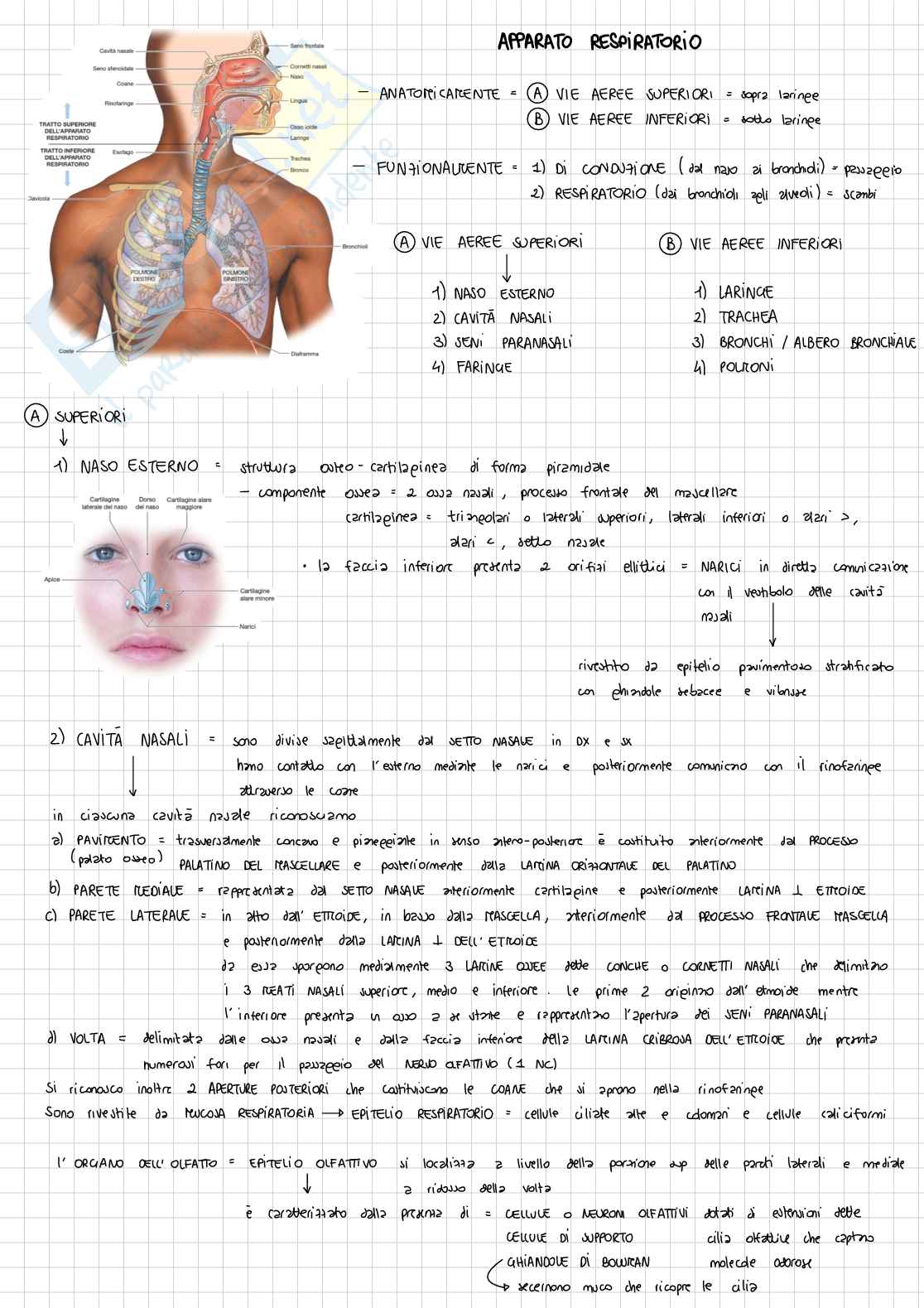 Appunti Anatomia - apparato respiratorio Pag. 2