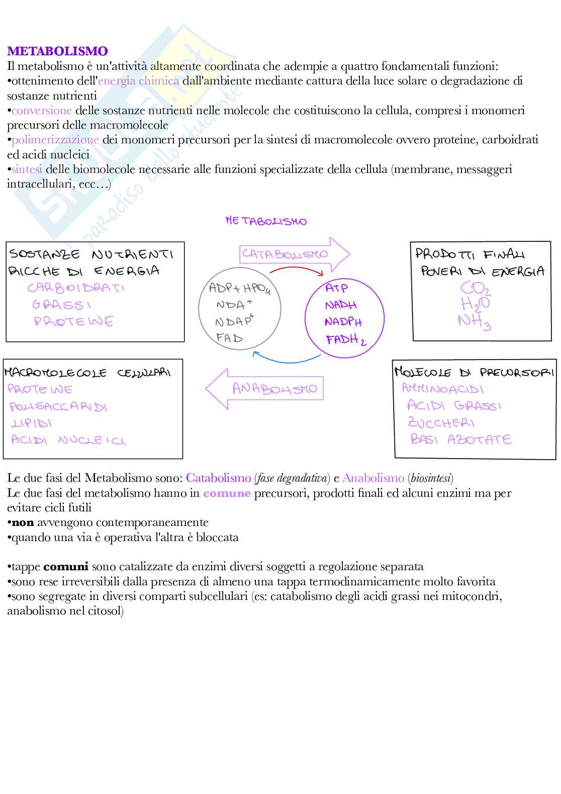 Fisiologia vegetale Pag. 11
