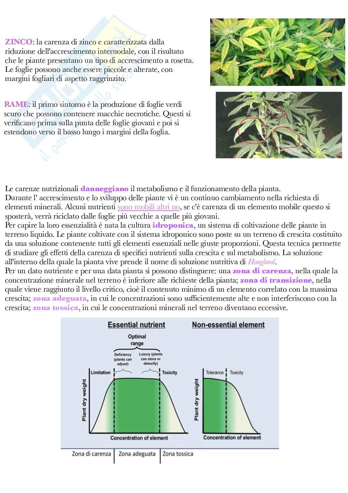 Fisiologia vegetale Pag. 26