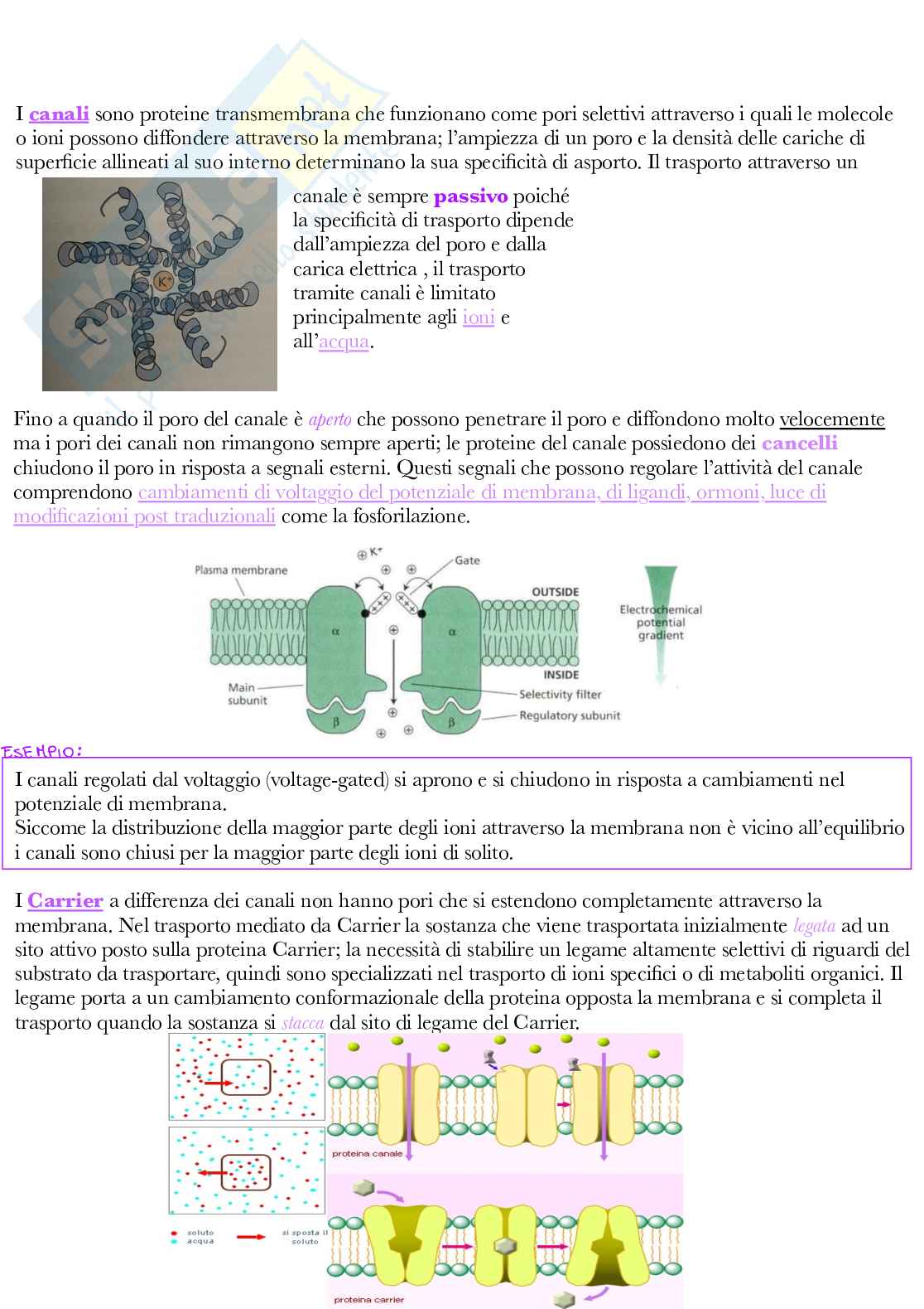 Fisiologia vegetale Pag. 31