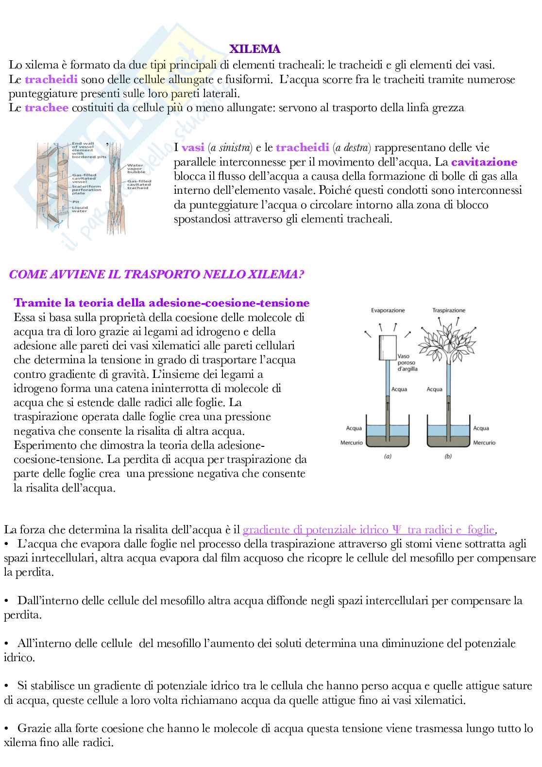 Fisiologia vegetale Pag. 36