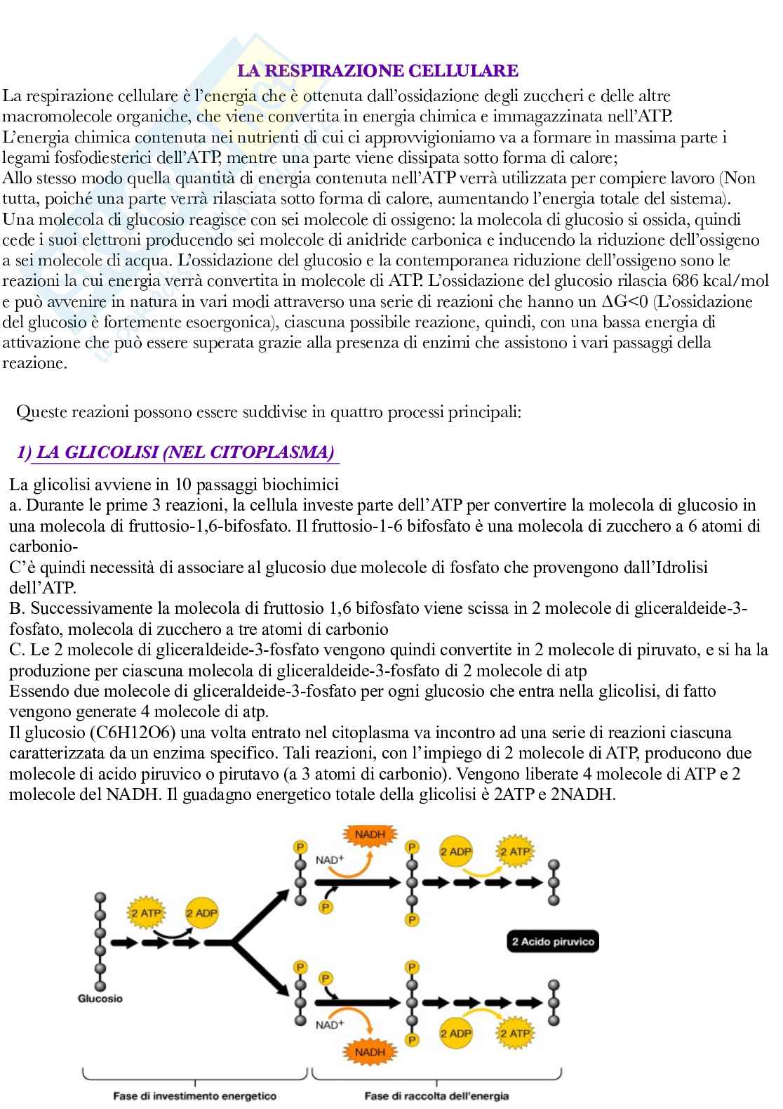 Fisiologia vegetale Pag. 41