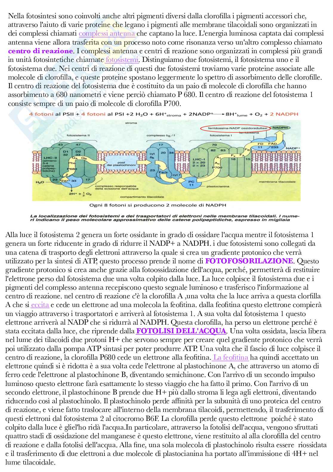 Fisiologia vegetale Pag. 46