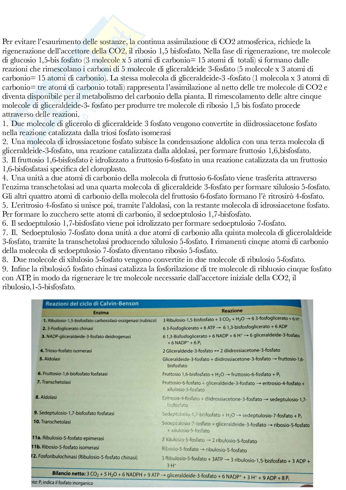 Fisiologia vegetale Pag. 51