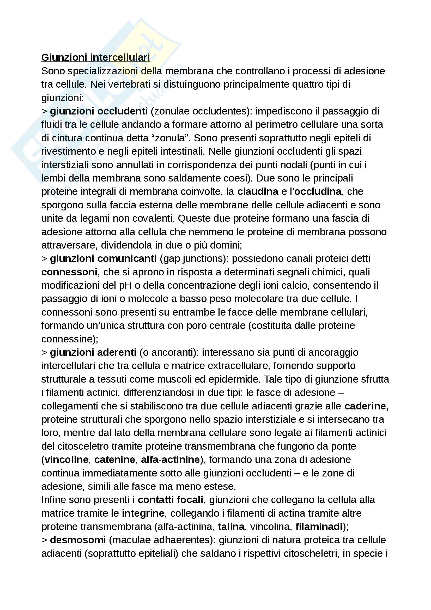 Giunzioni intercellulari Pag. 1
