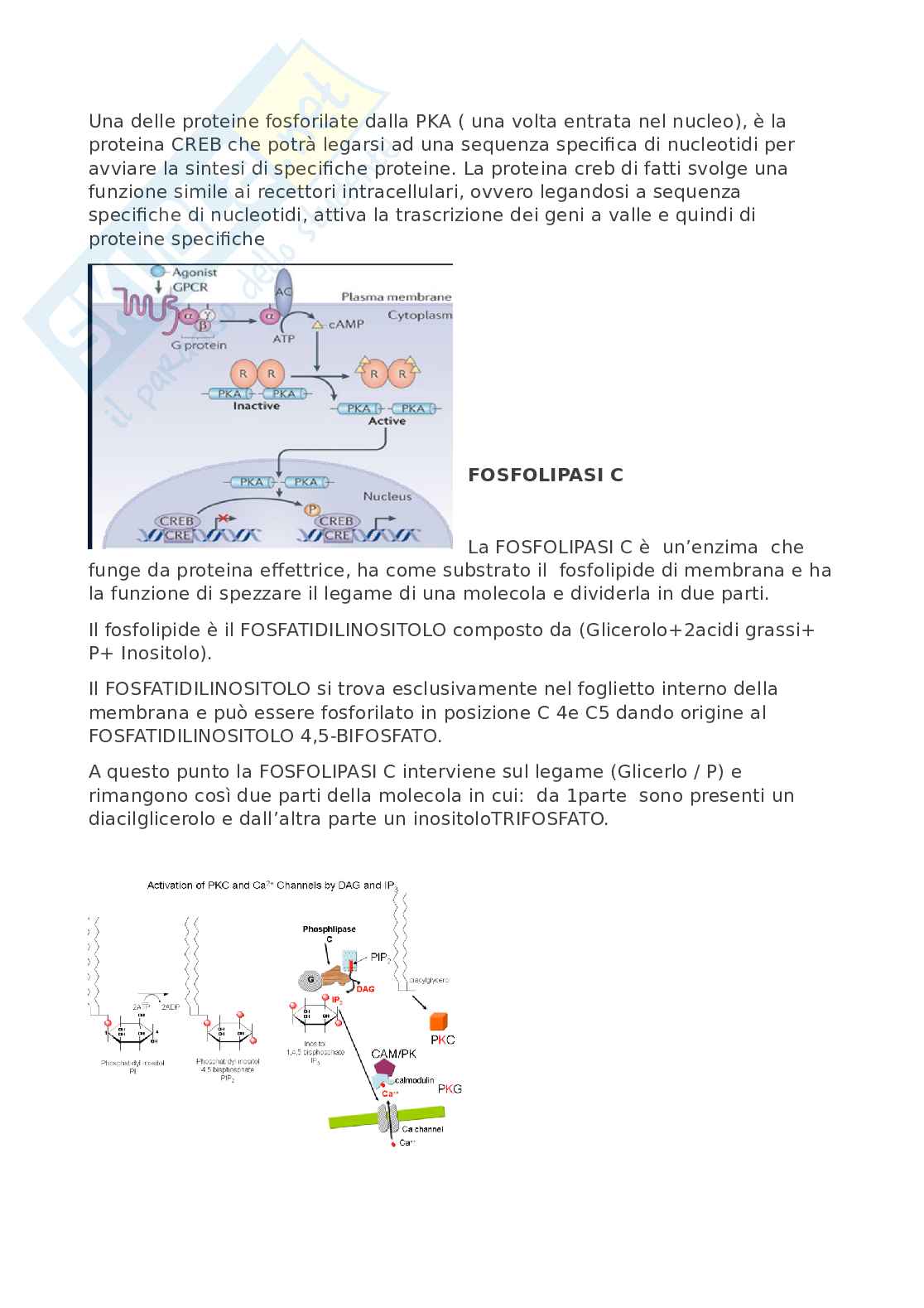 Fisiologia umana Pag. 31