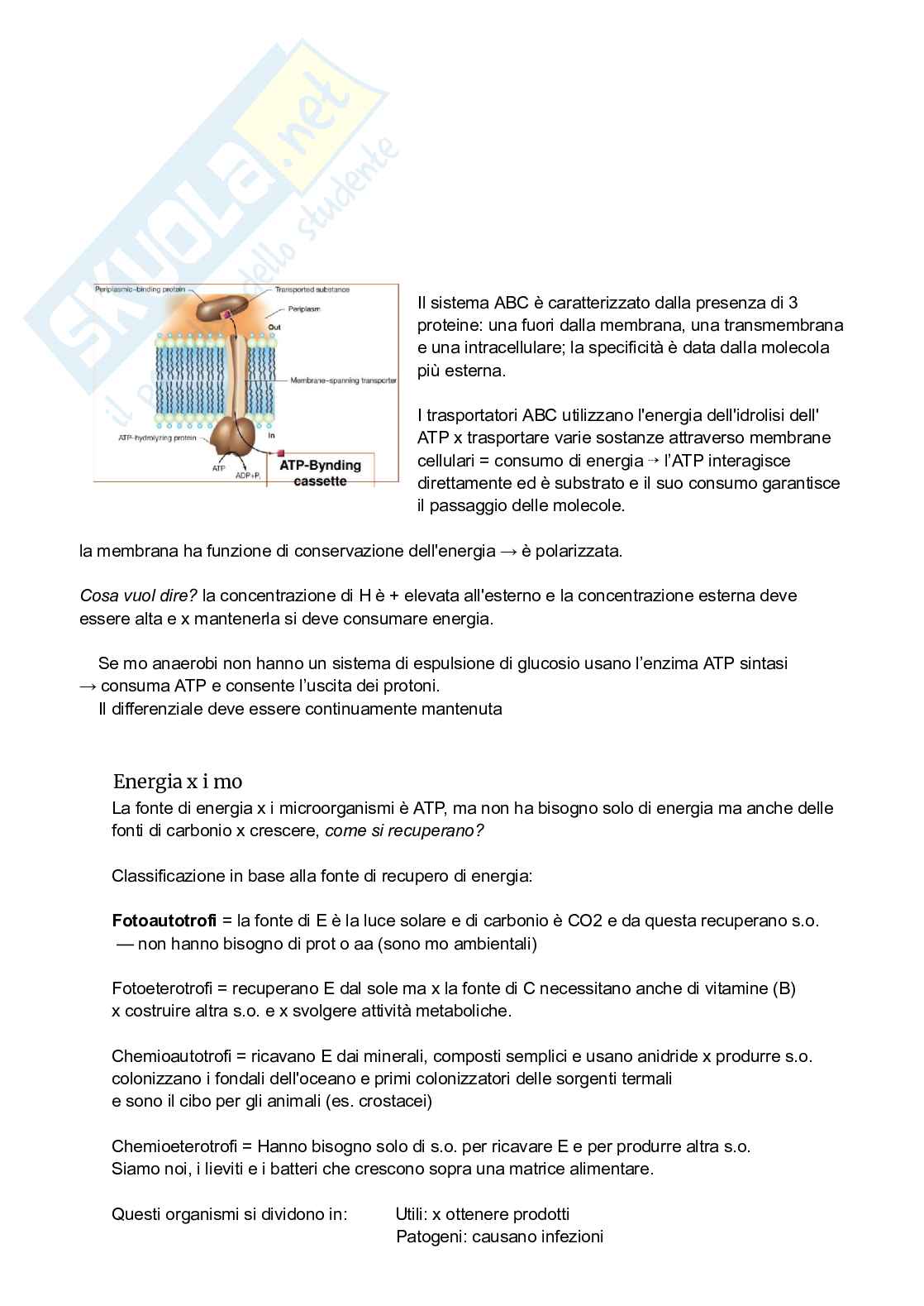 Appunti Microbiologia generale e alimentare Pag. 11