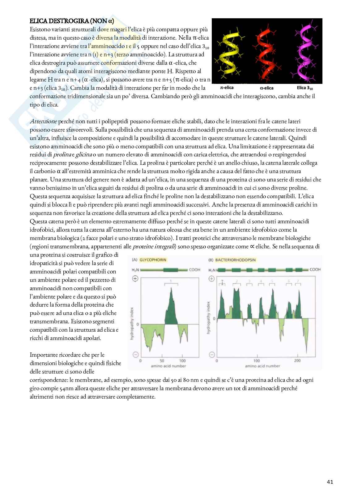 Biochimica - Appunti Pag. 41