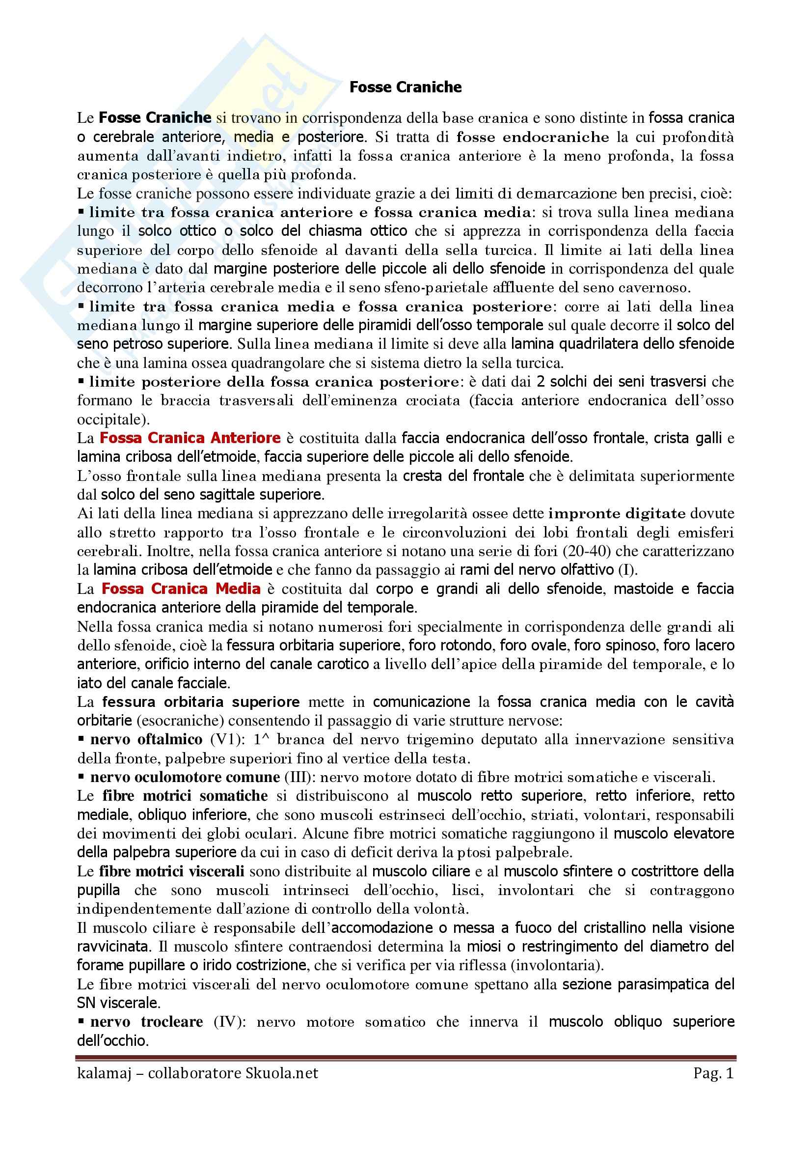 Anatomia umana - Fosse Craniche, zigomatiche e palatine Pag. 1