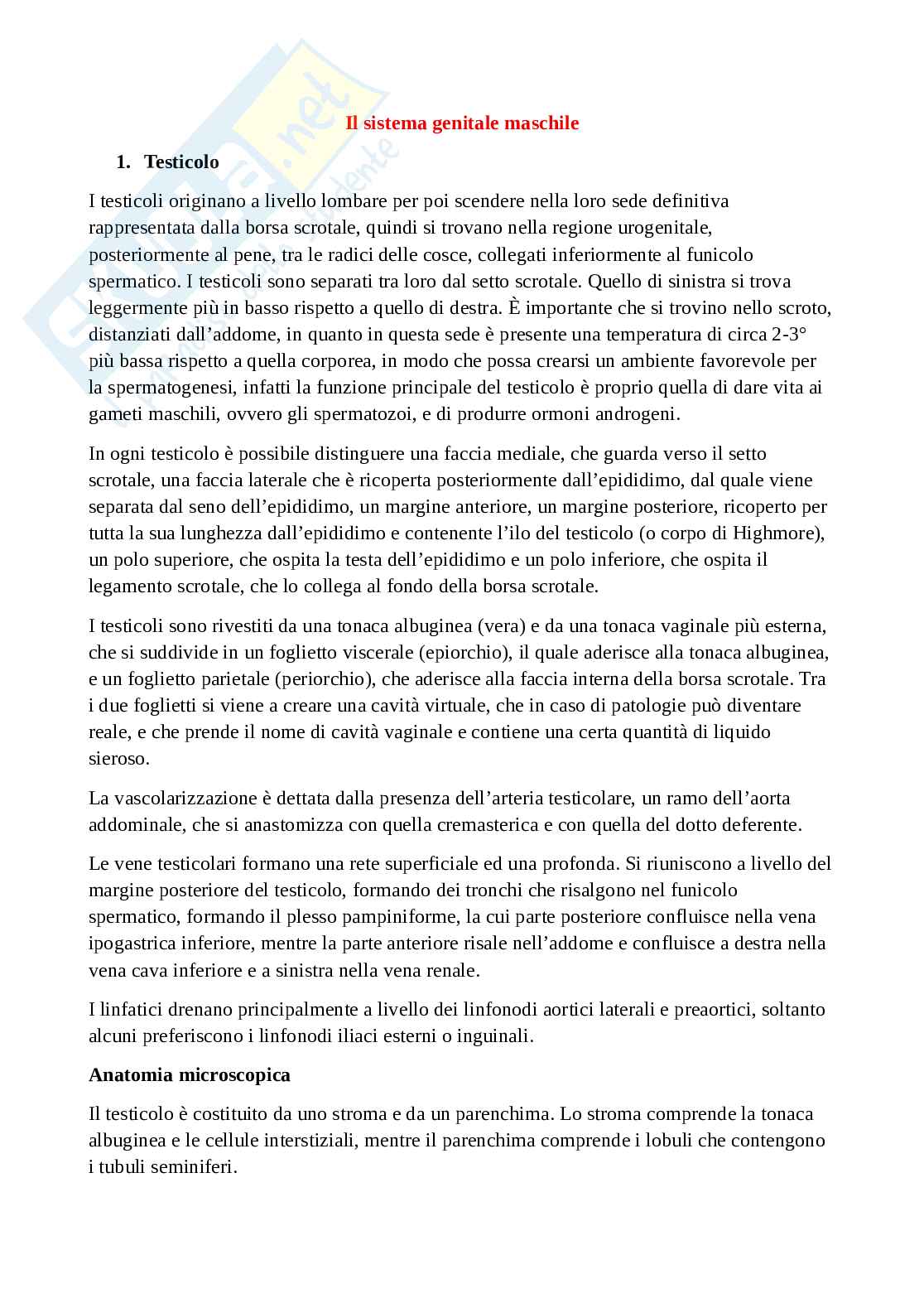 Sistema genitale maschile: macroscopica e microscopica degli organi, compresi i rapporti Pag. 1