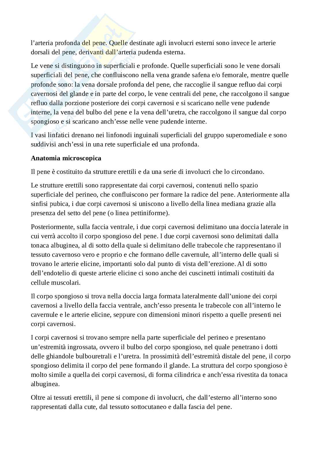Sistema genitale maschile: macroscopica e microscopica degli organi, compresi i rapporti Pag. 11
