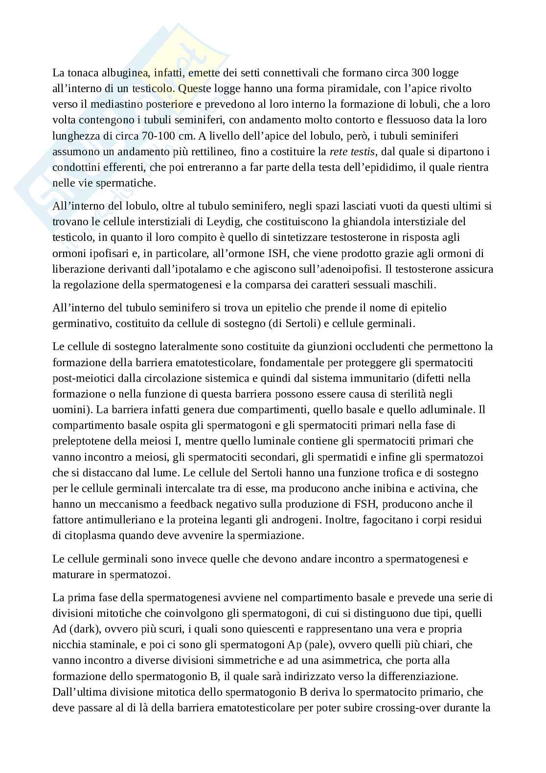 Sistema genitale maschile: macroscopica e microscopica degli organi, compresi i rapporti Pag. 2