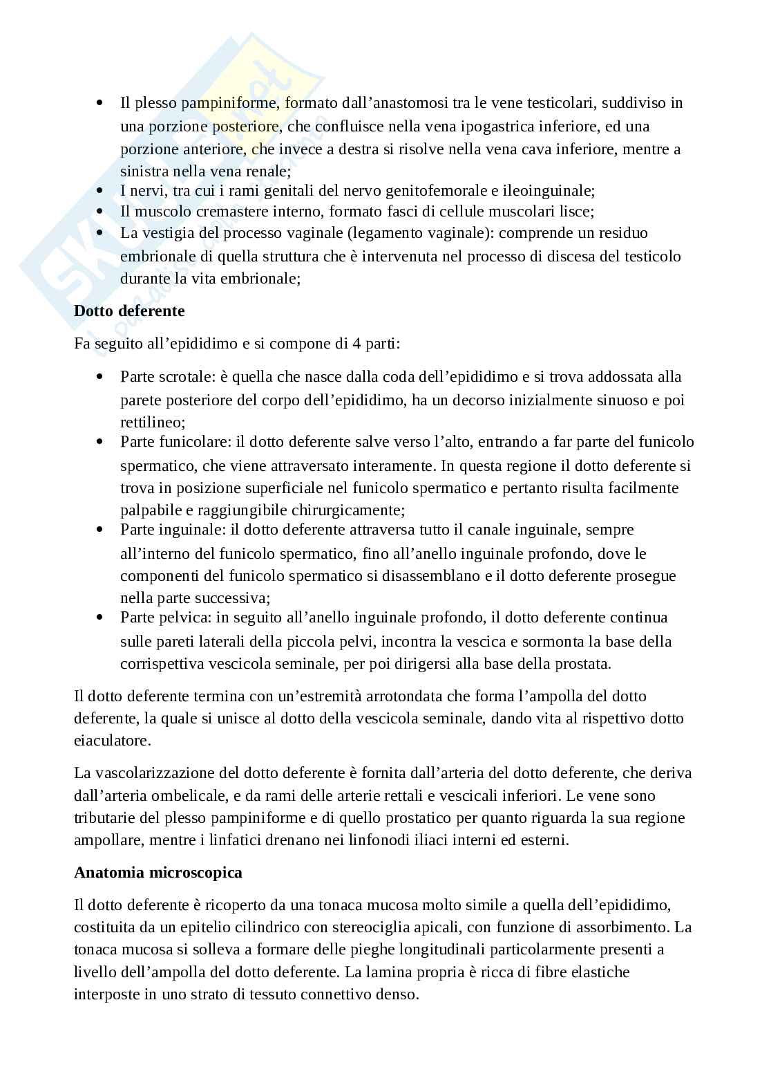 Sistema genitale maschile: macroscopica e microscopica degli organi, compresi i rapporti Pag. 6