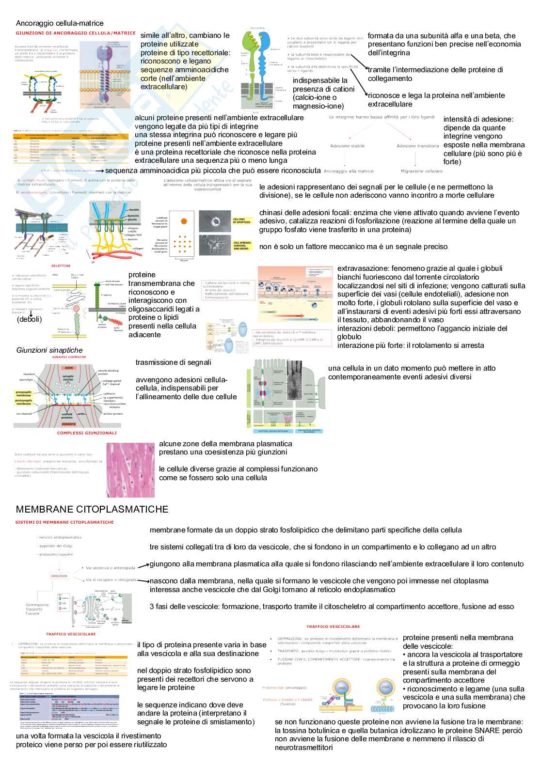 biologia animale Pag. 11