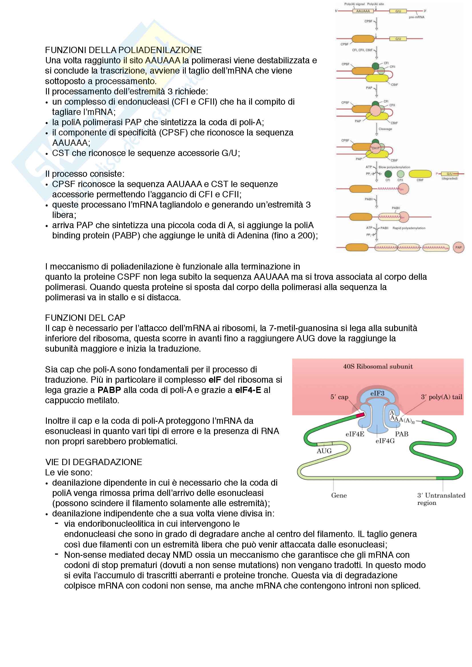 Documento completo per esame di Biologia molecolare med 3-4 UNIPD Pag. 26