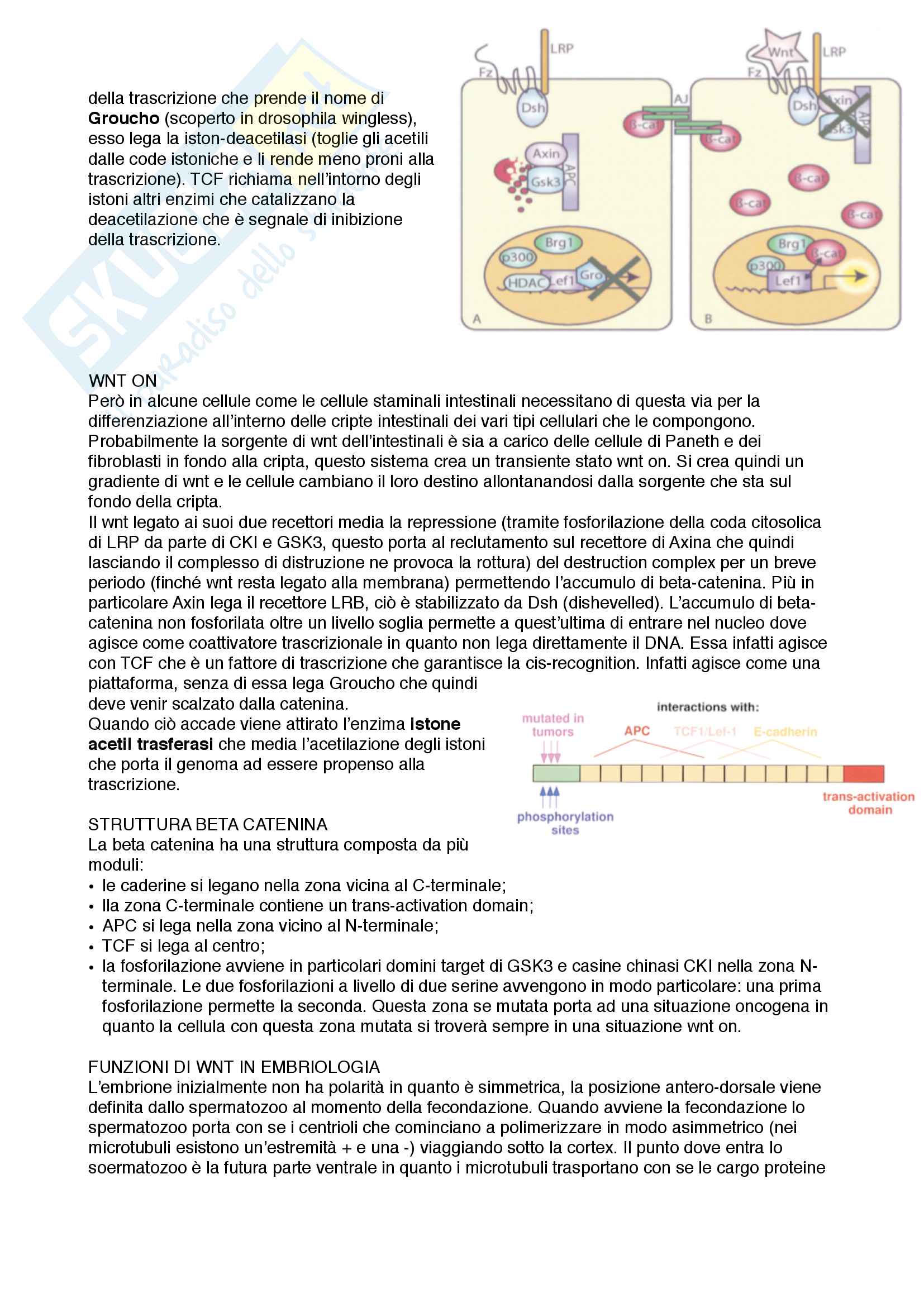 Documento completo per esame di Biologia molecolare med 3-4 UNIPD Pag. 31