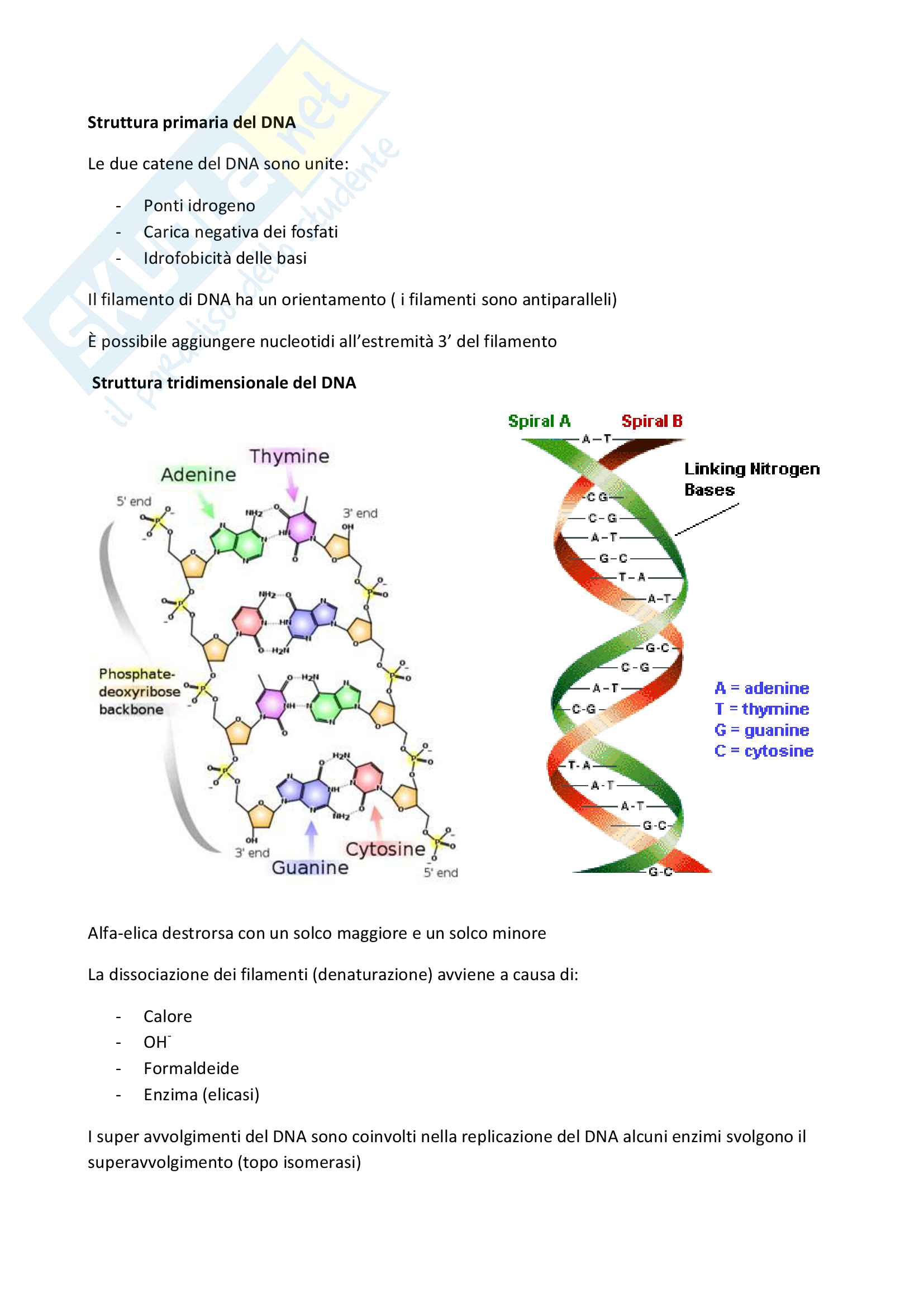 Biologia molecolare Pag. 2