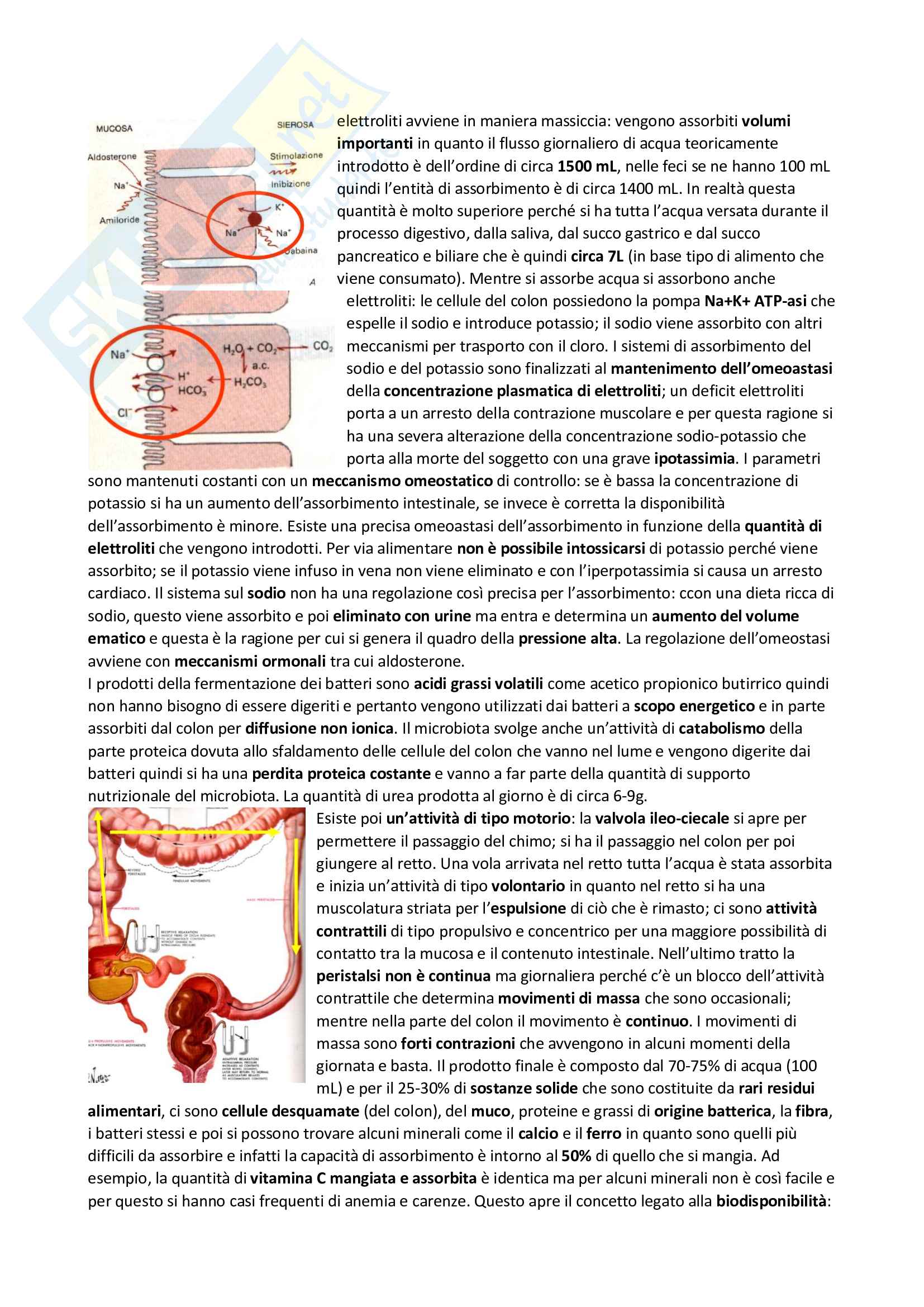 Alimentazione e nutrizione umana Pag. 31