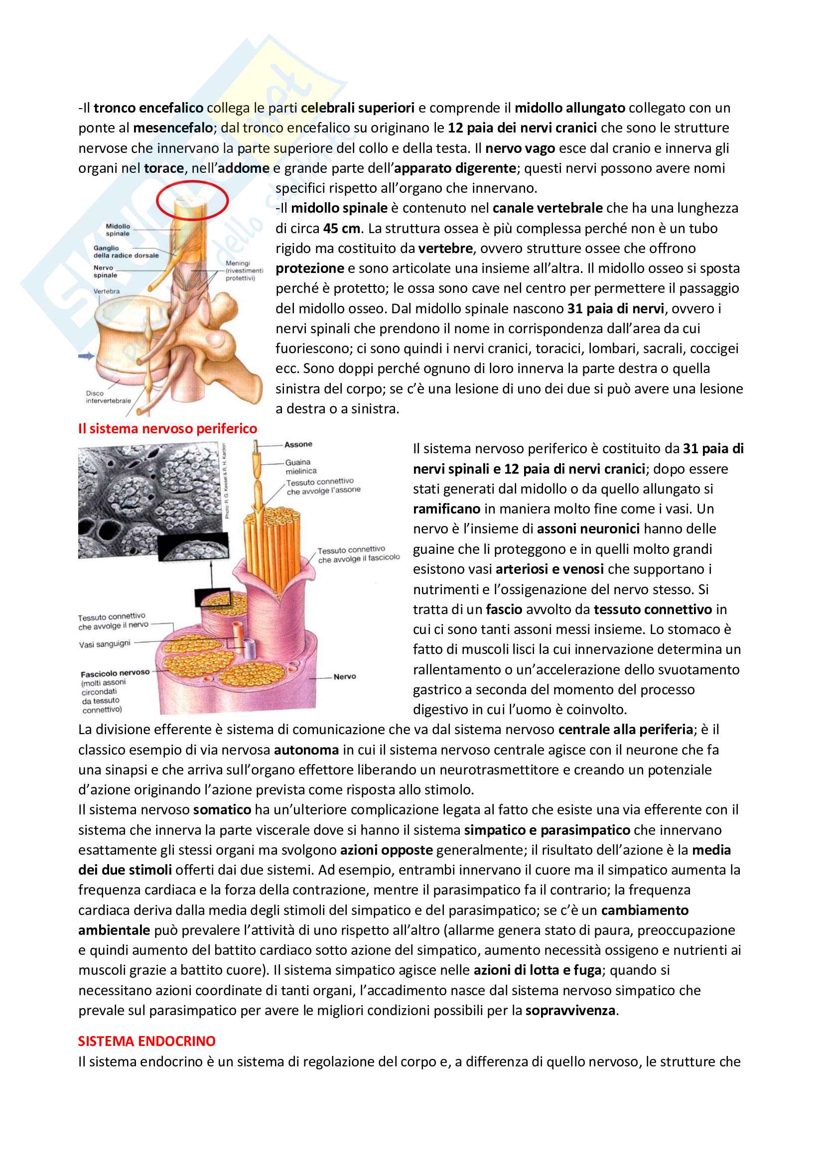 Lezioi Appunti Di Alimentazione E Nutrizione Umana