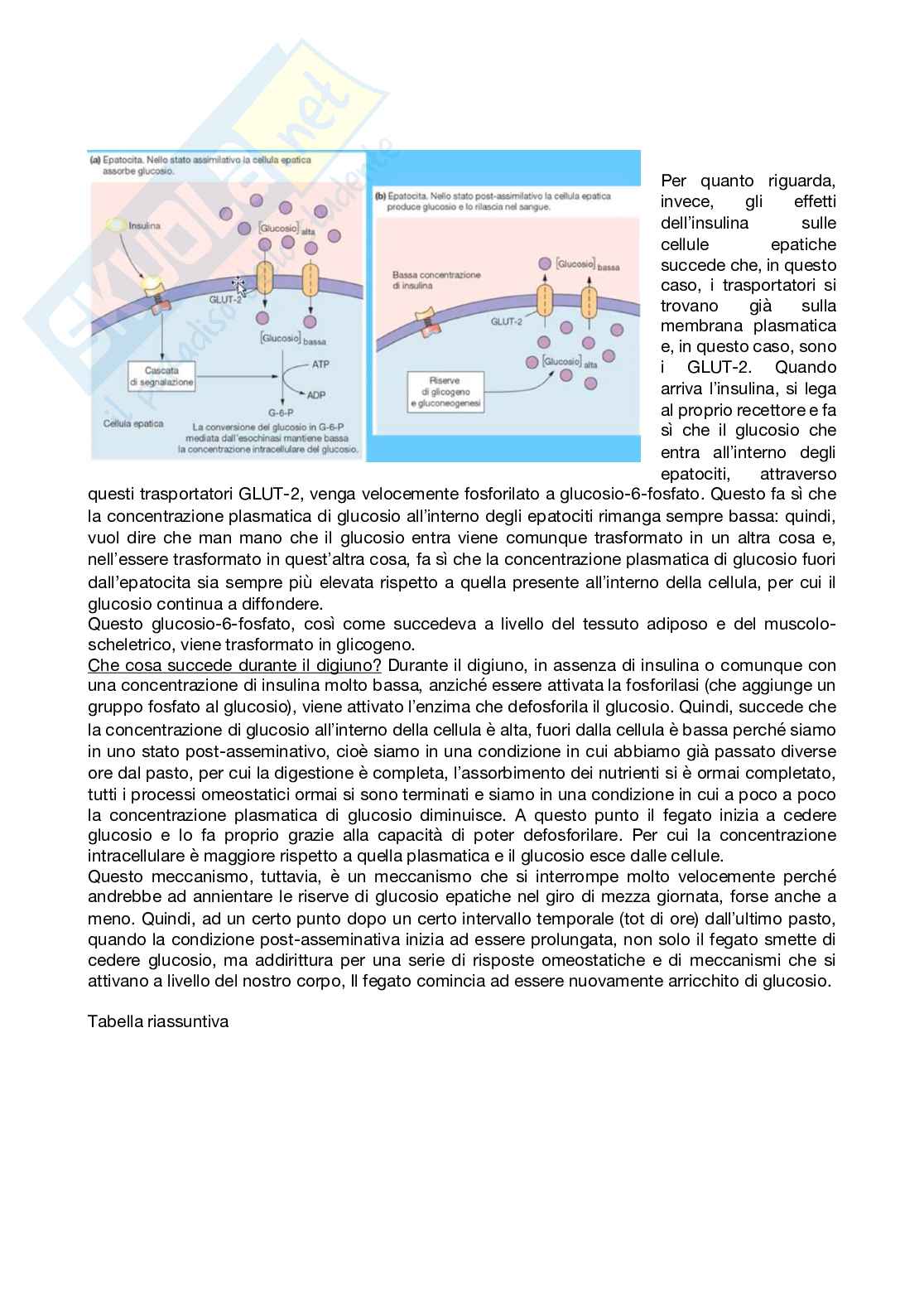 Fisiologia generale - Parte  5 Pag. 31