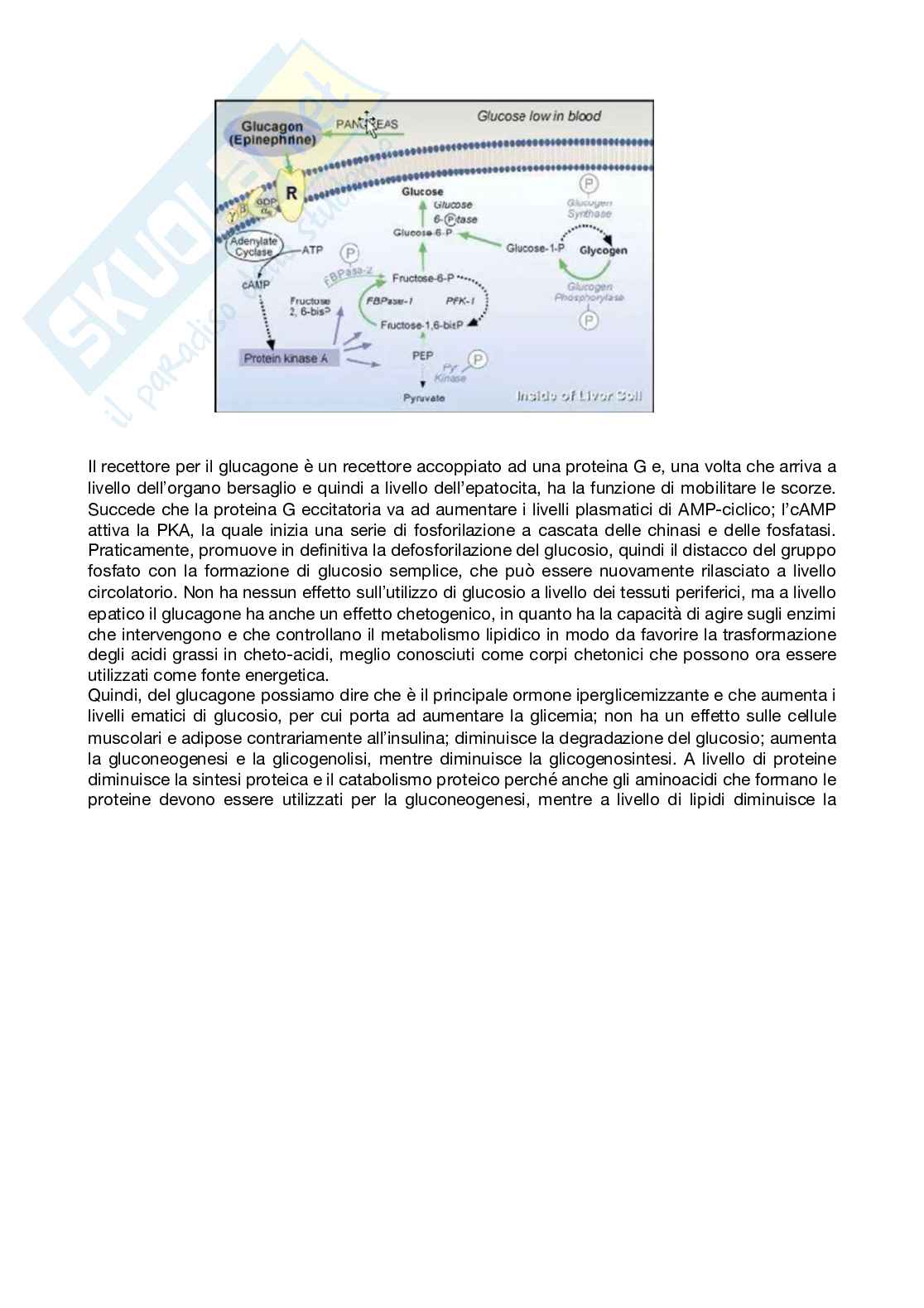 Fisiologia generale - Parte  5 Pag. 36
