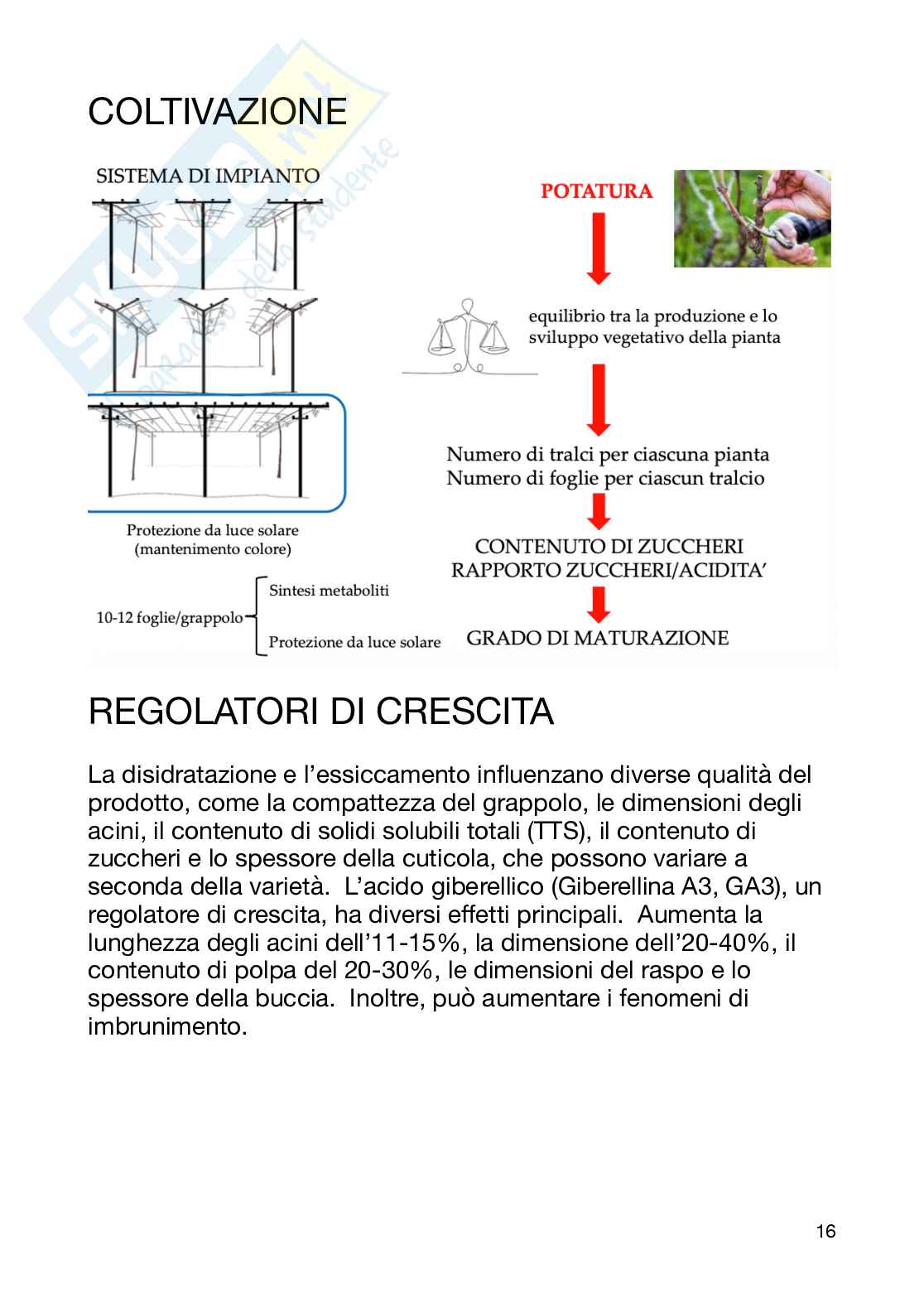 Tecnologia dei derivati della filiera vitivinicola  Pag. 16
