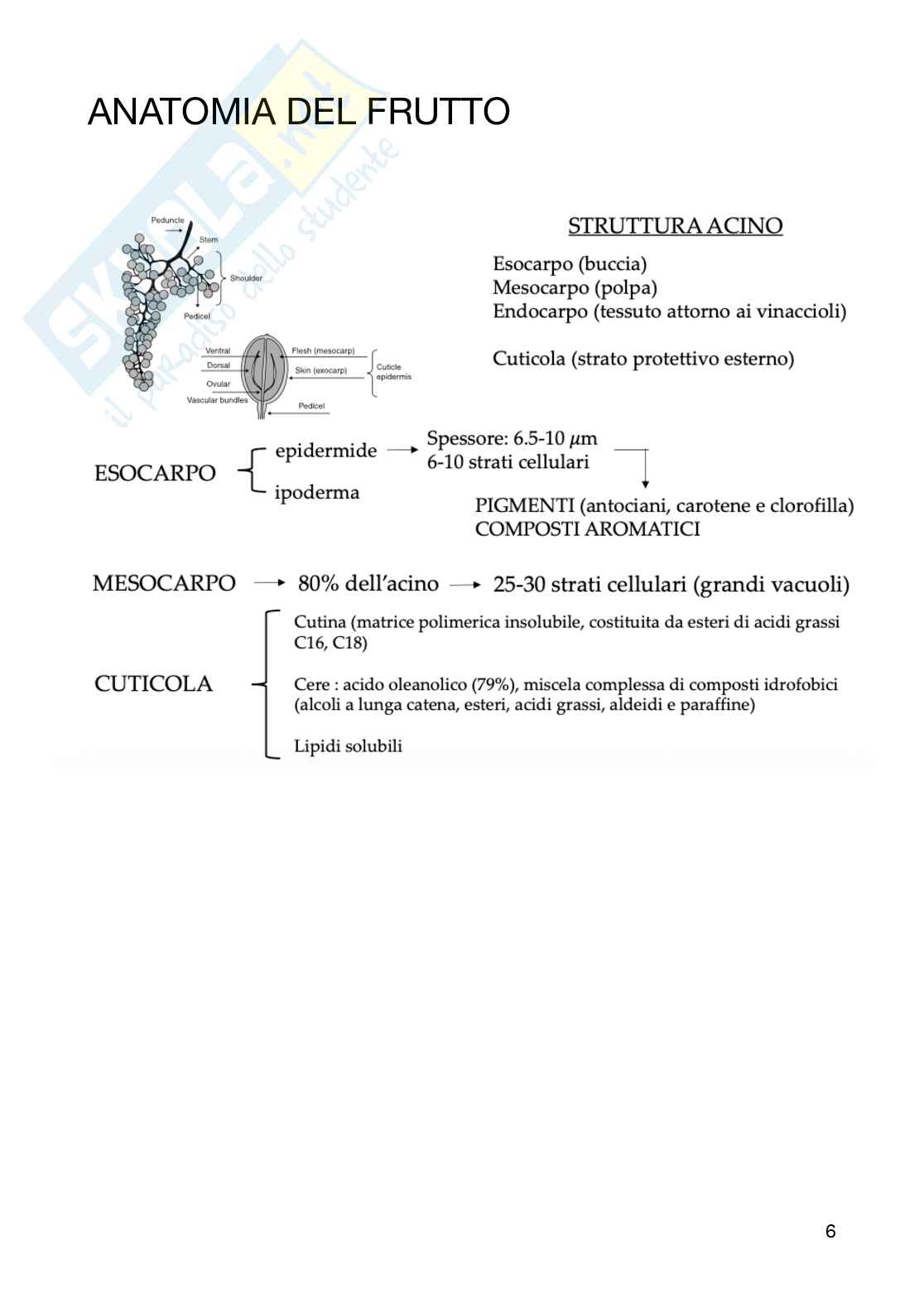 Tecnologia dei derivati della filiera vitivinicola  Pag. 6