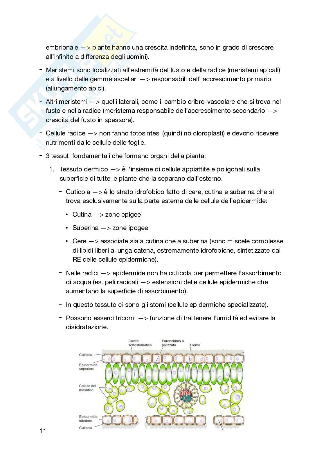Appunti secondo semestre Biologia generale e cellulare Pag. 11